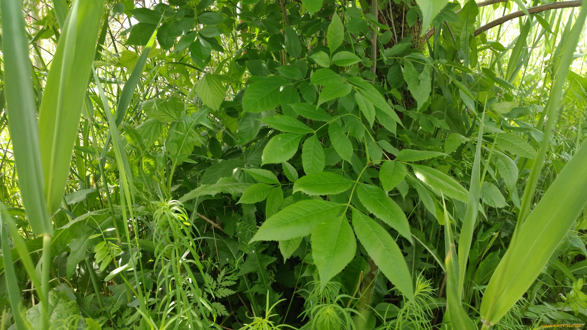 природа, листья, трава