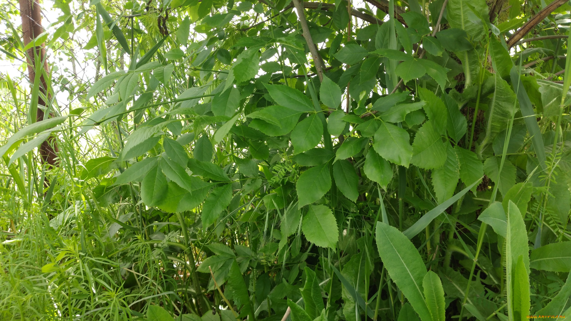 природа, листья, зелень