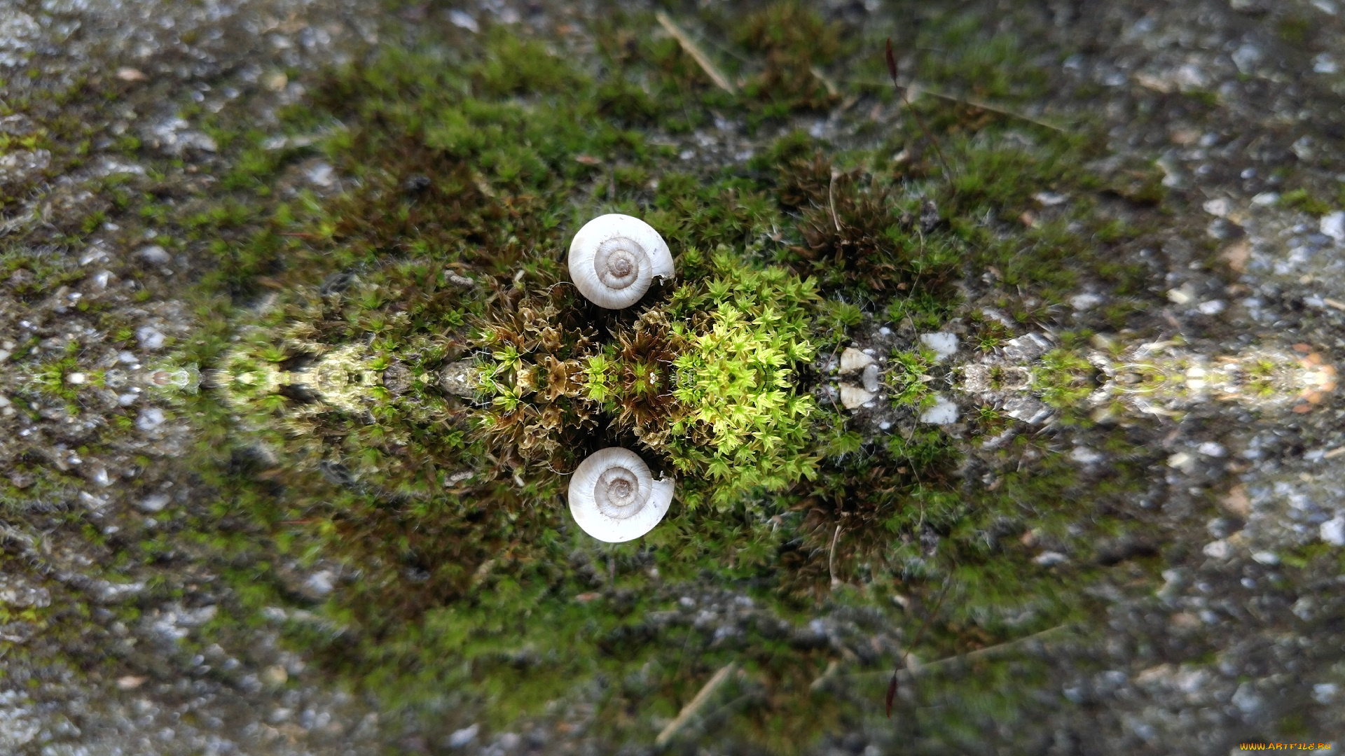 природа, макро, ракушка