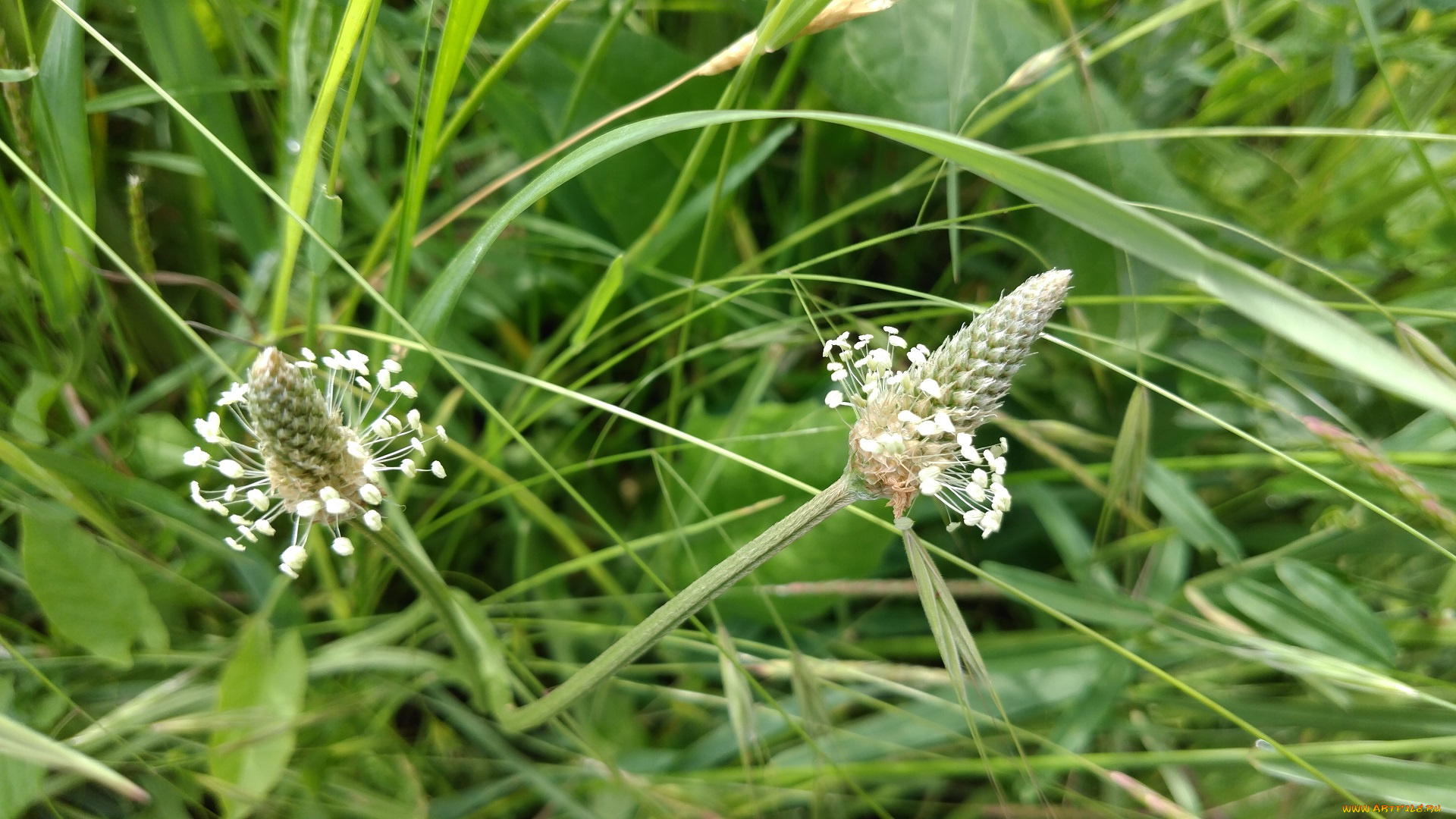 природа, макро, трава