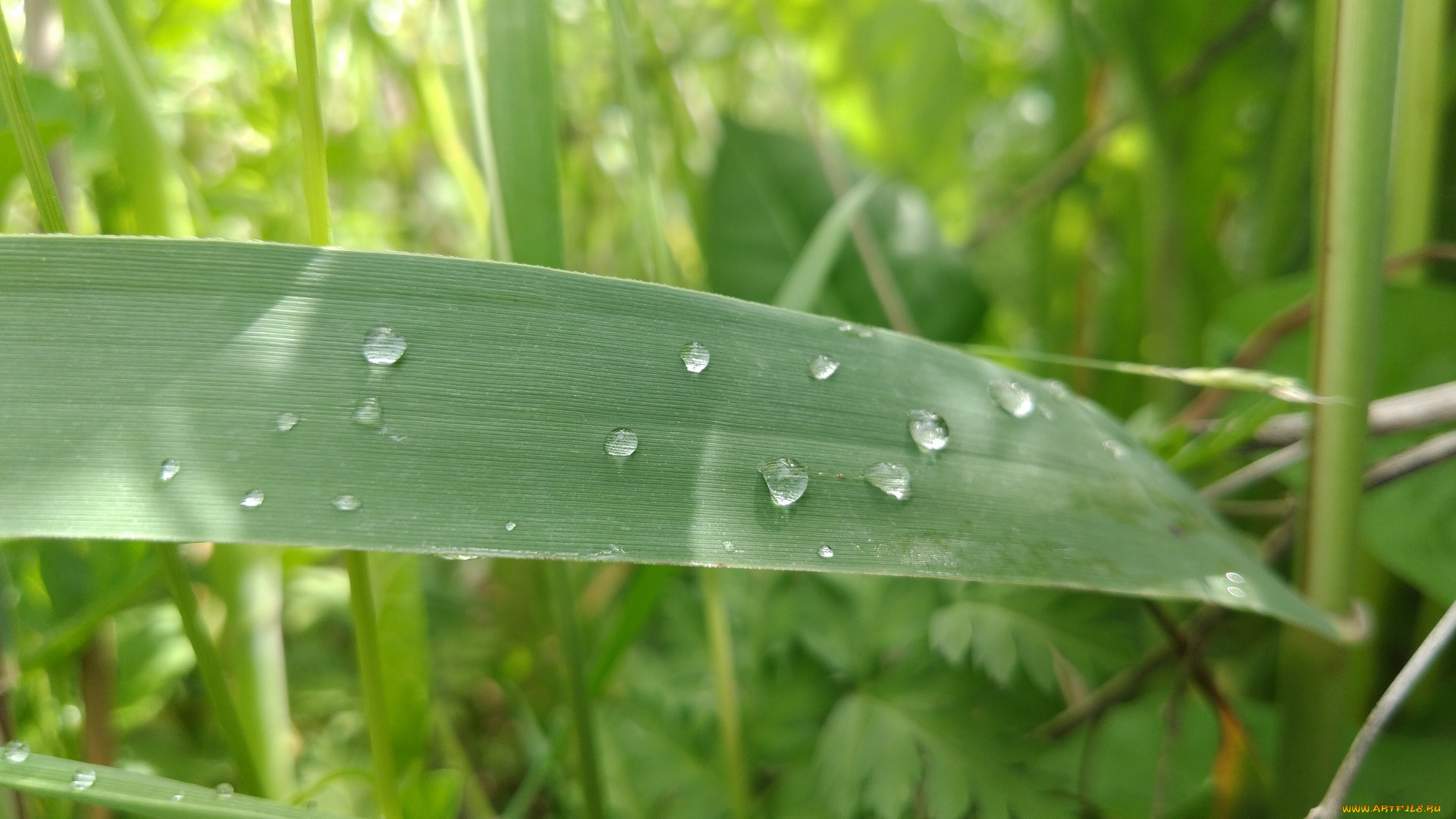природа, макро, трава