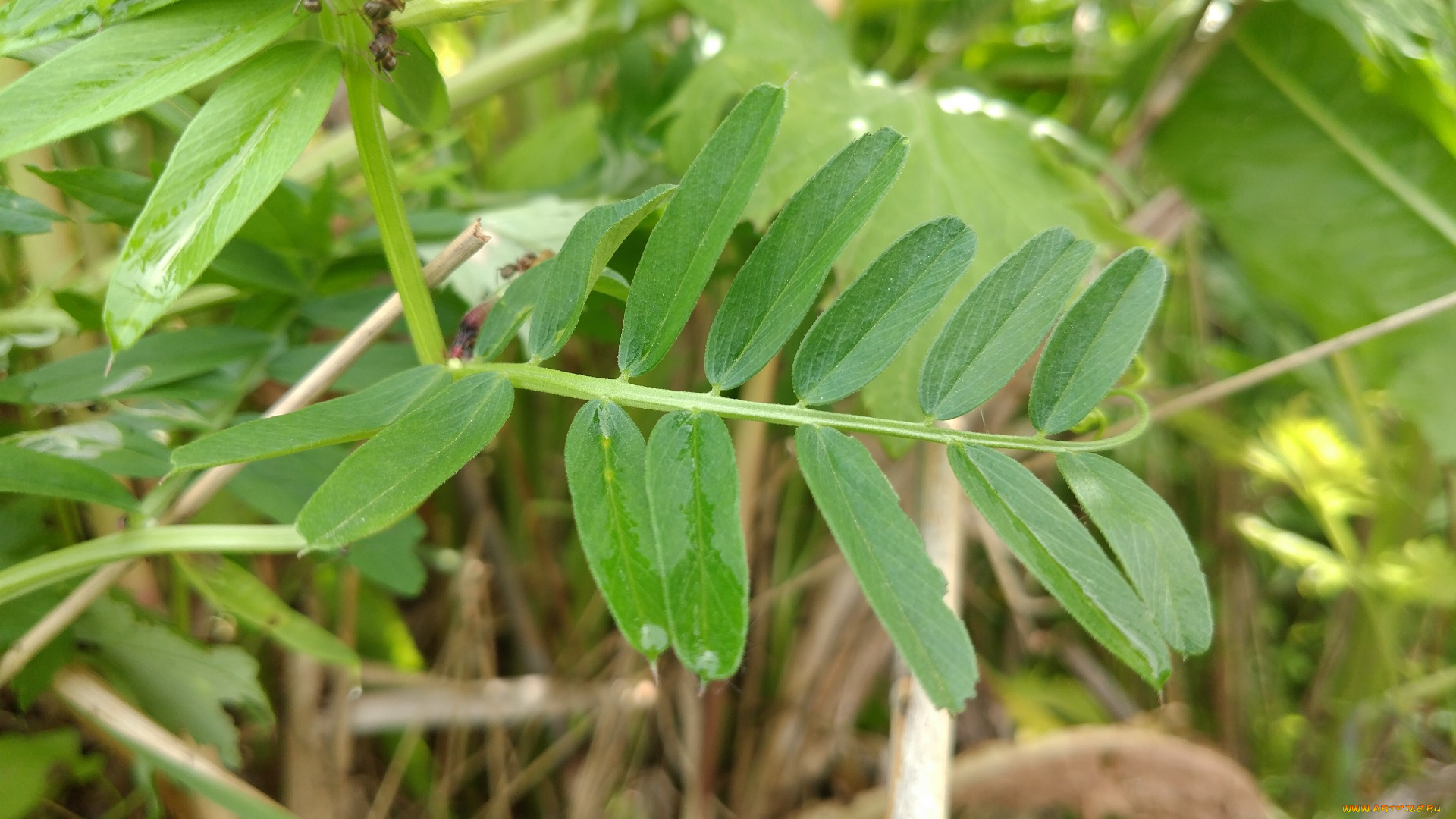 природа, макро, трава