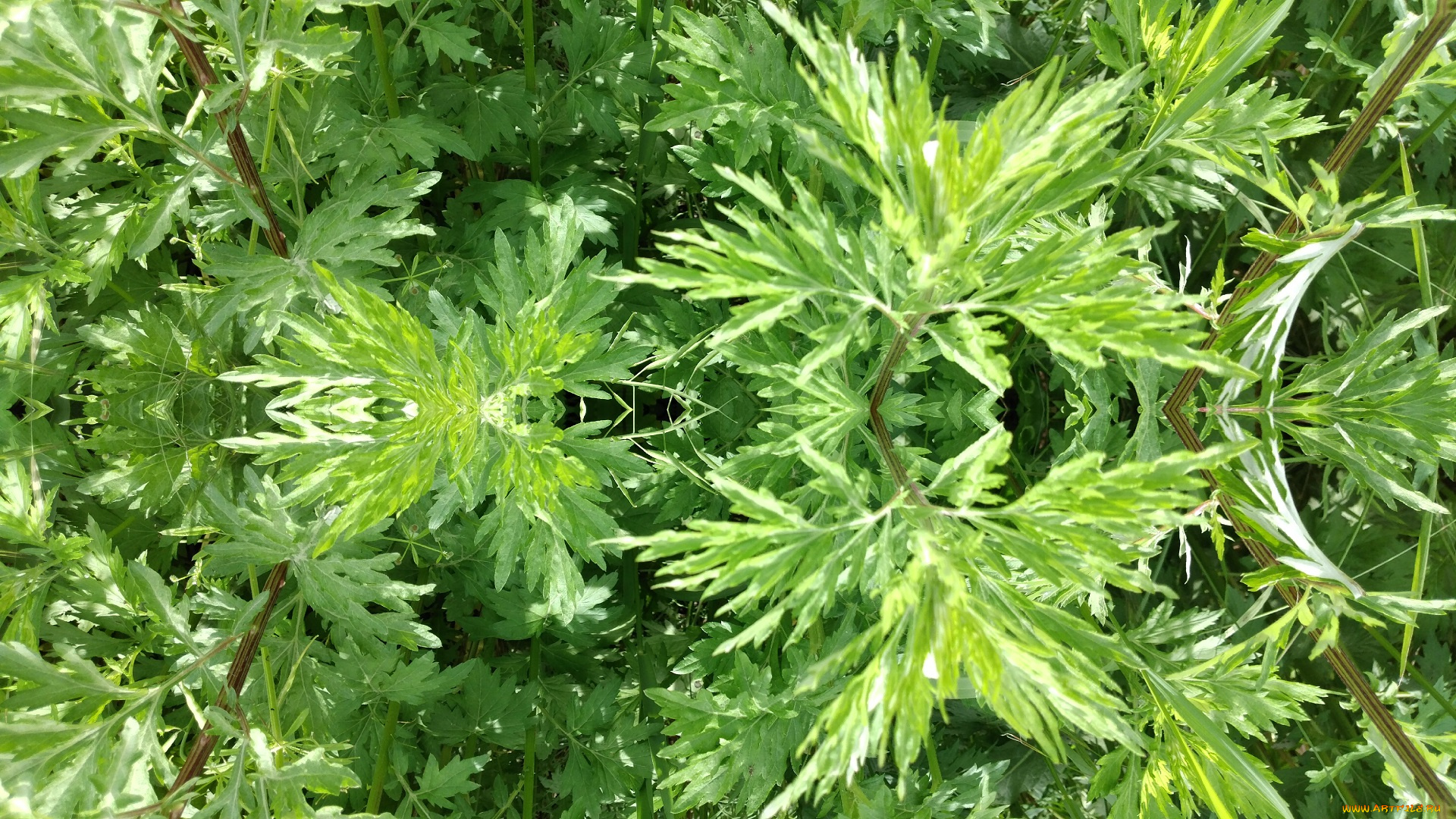 природа, макро, трава