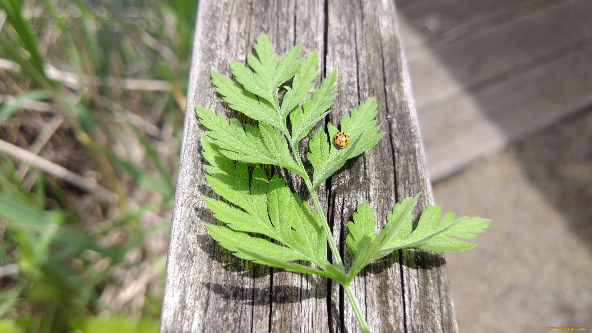 природа, макро, трава