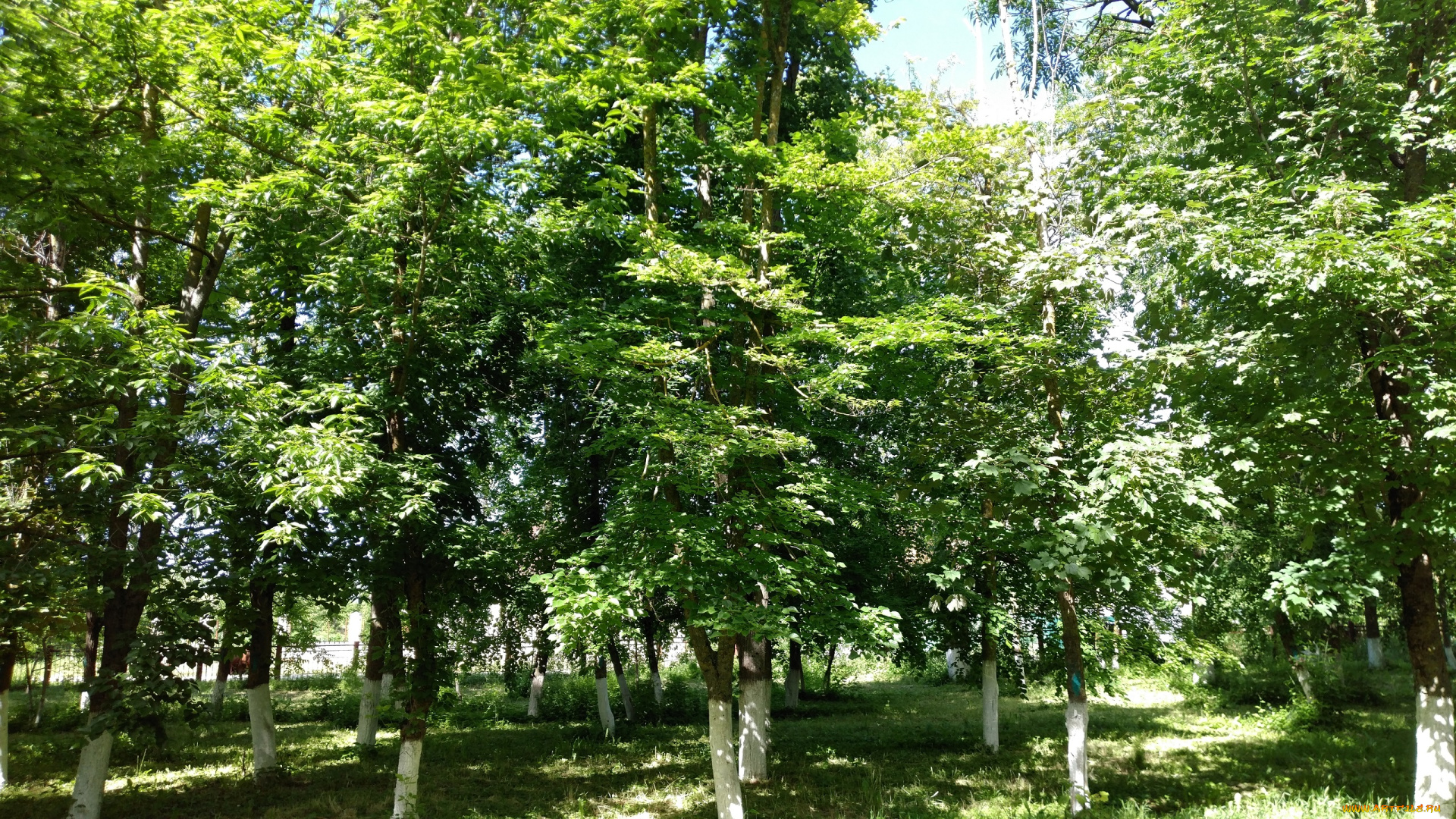 природа, парк, деревья, пейзаж, весна, май