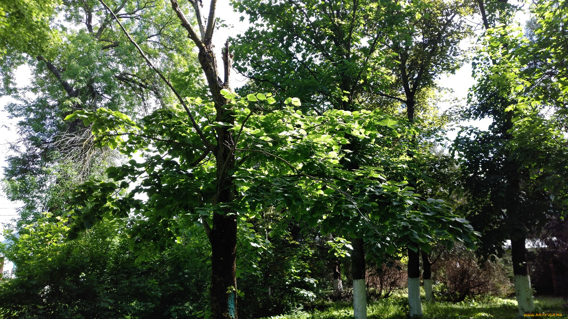 природа, парк, май, пейзаж, деревья, весна