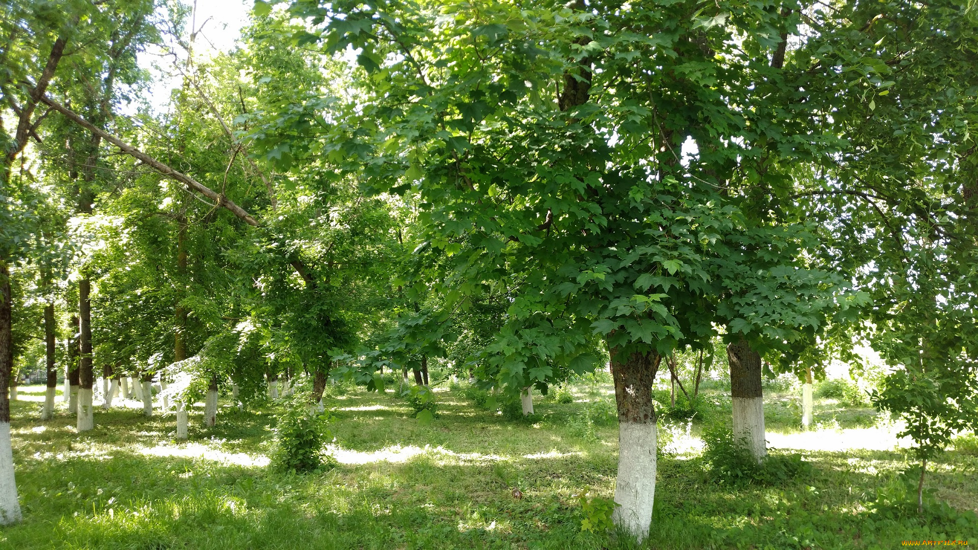 природа, парк, пейзаж, май, деревья, весна