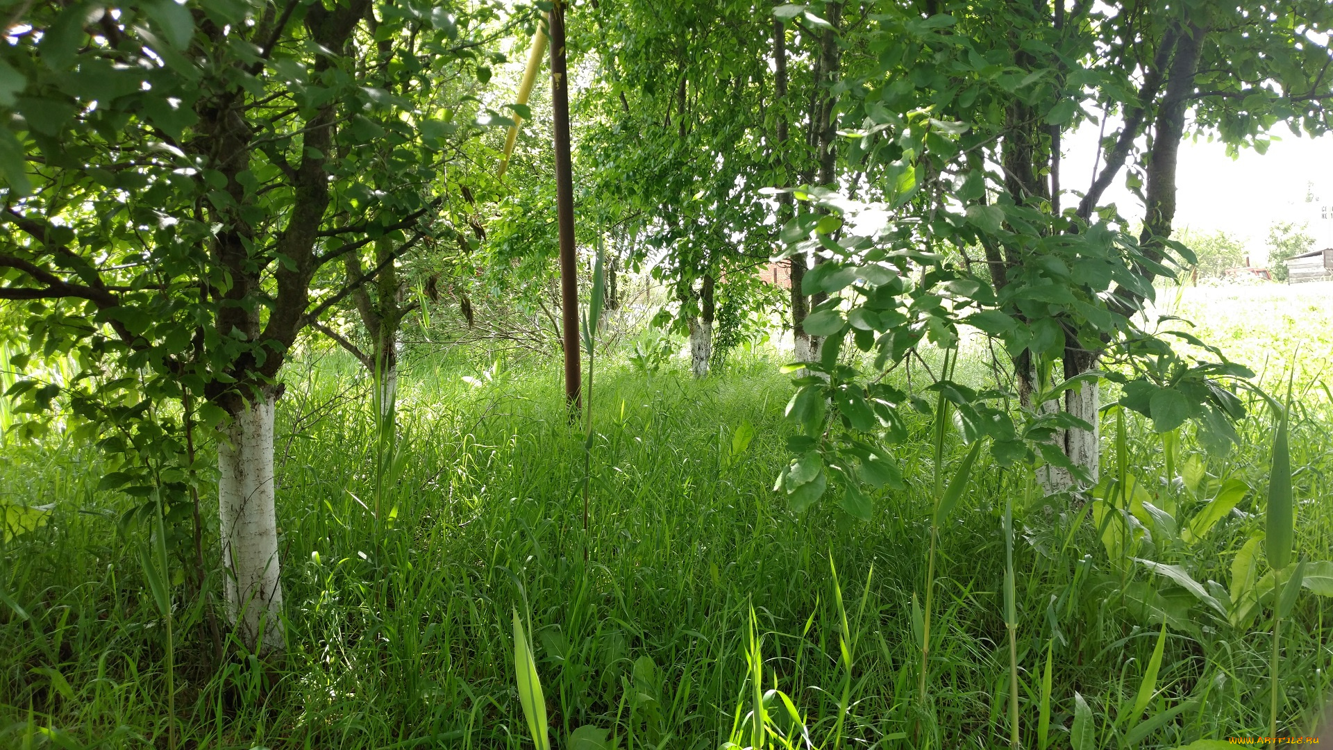 природа, парк, сад