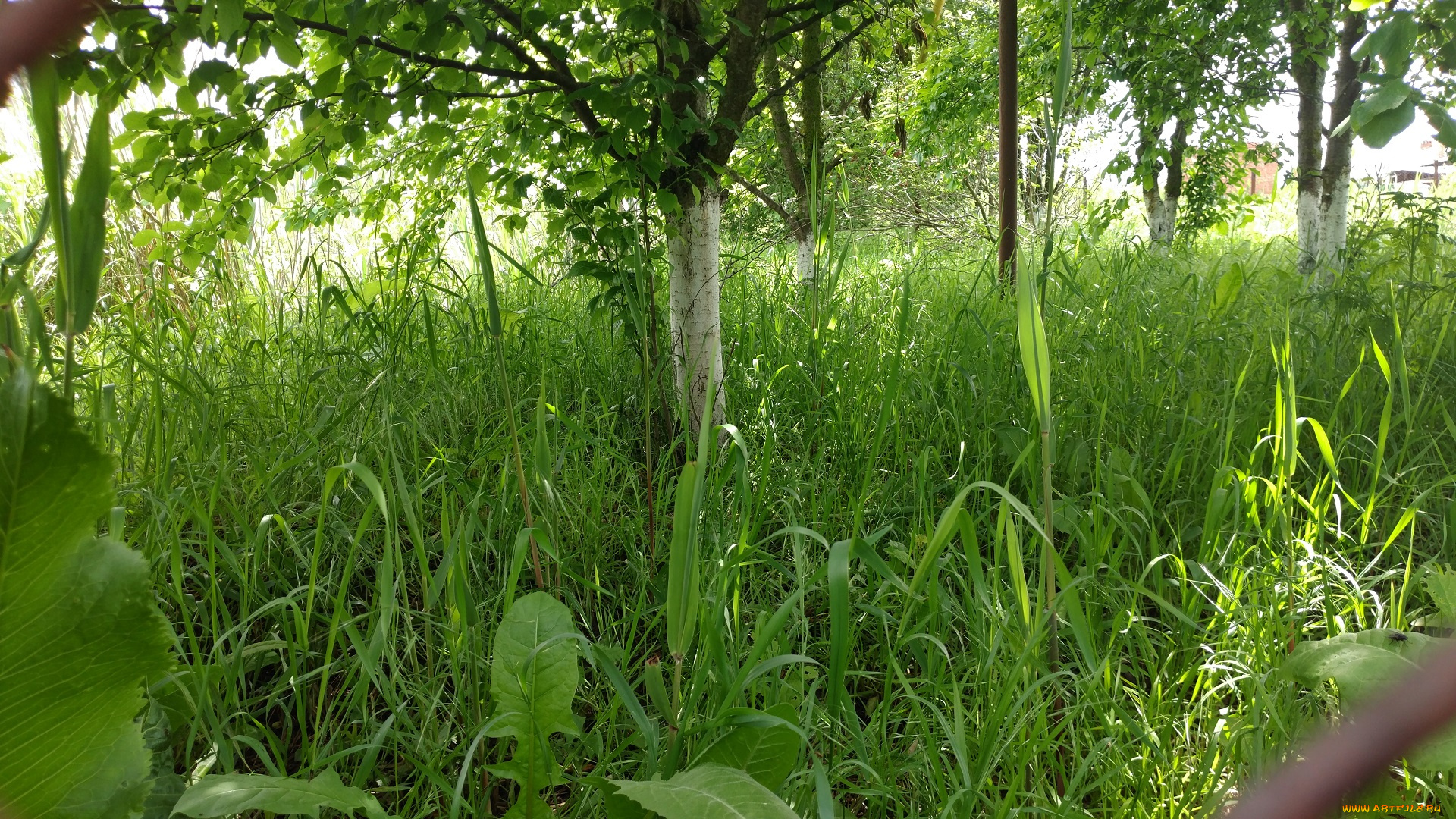 природа, парк, сад