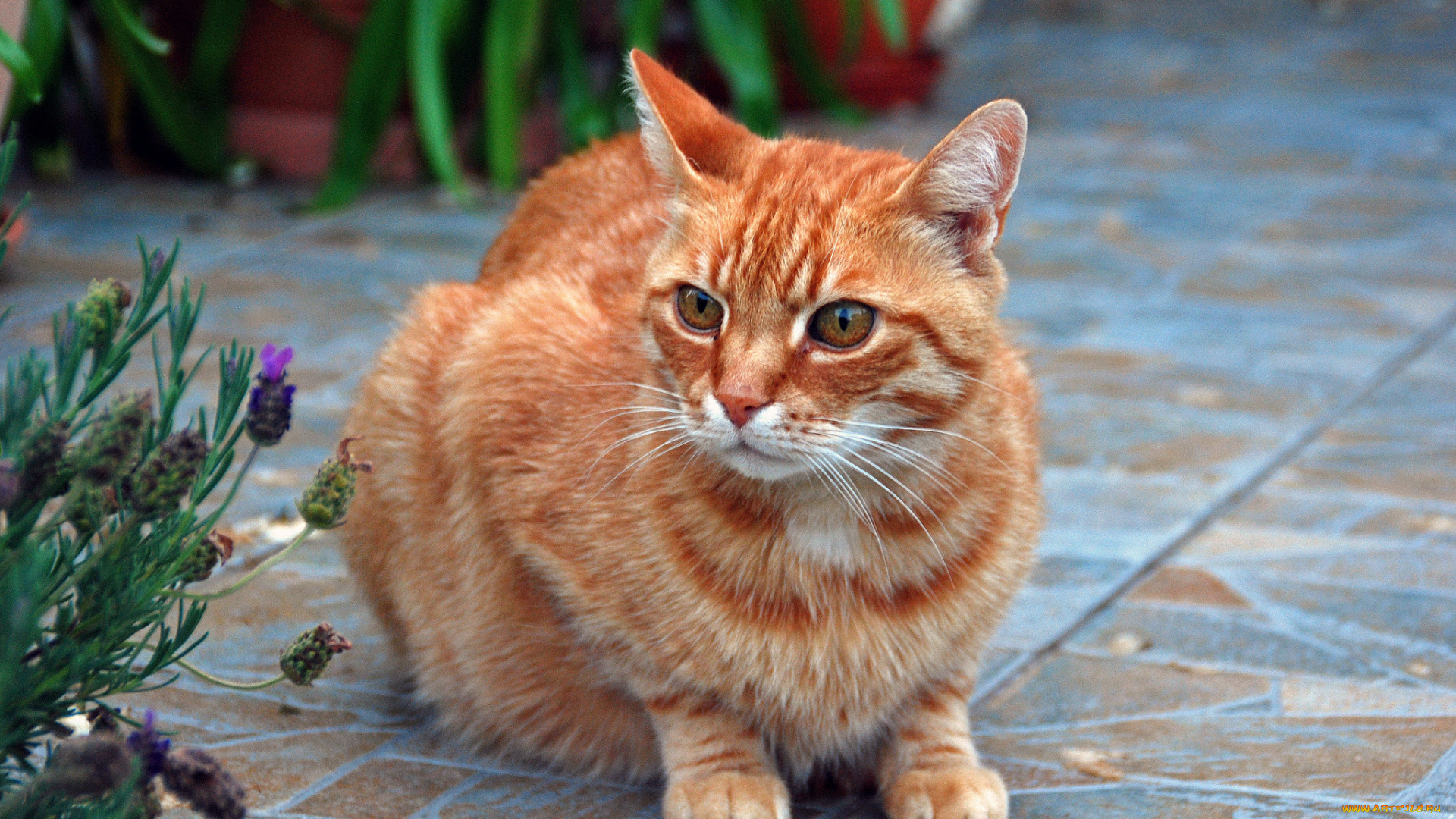 рыжий, кот, животные, коты, кот, рыжий