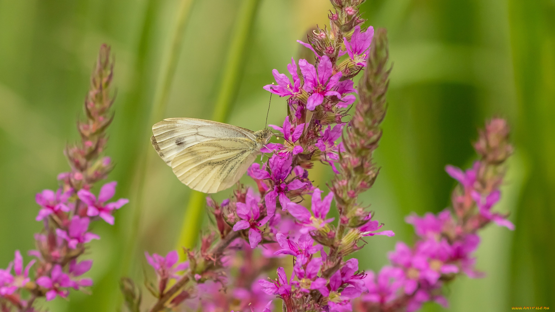 животные, бабочки, , мотыльки, , моли, бабочка, макро, цветы