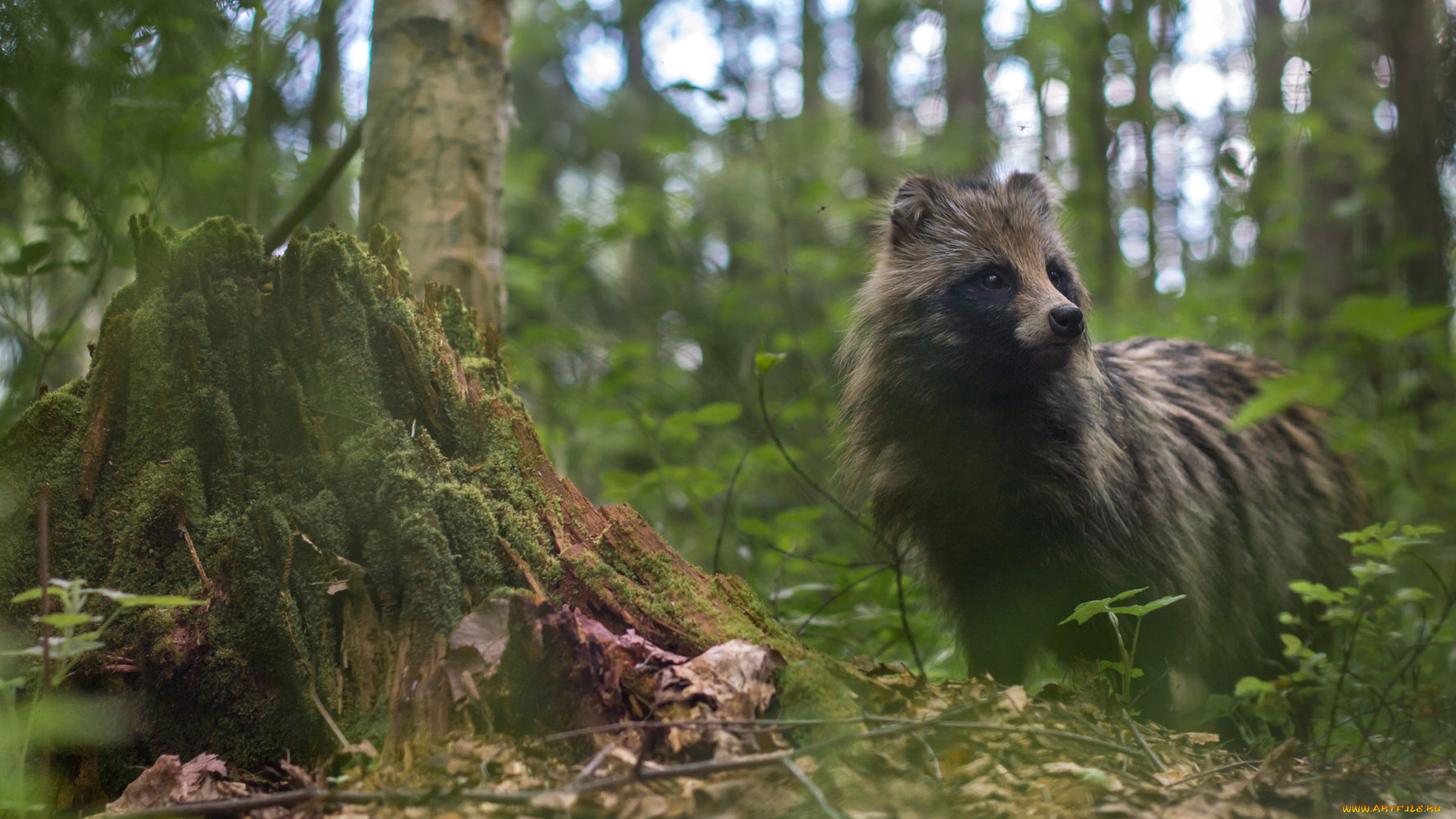 животные, еноты, уссурийский, енот, енотка, уссурийская, енотовидная, лиса, лес, собака, пень