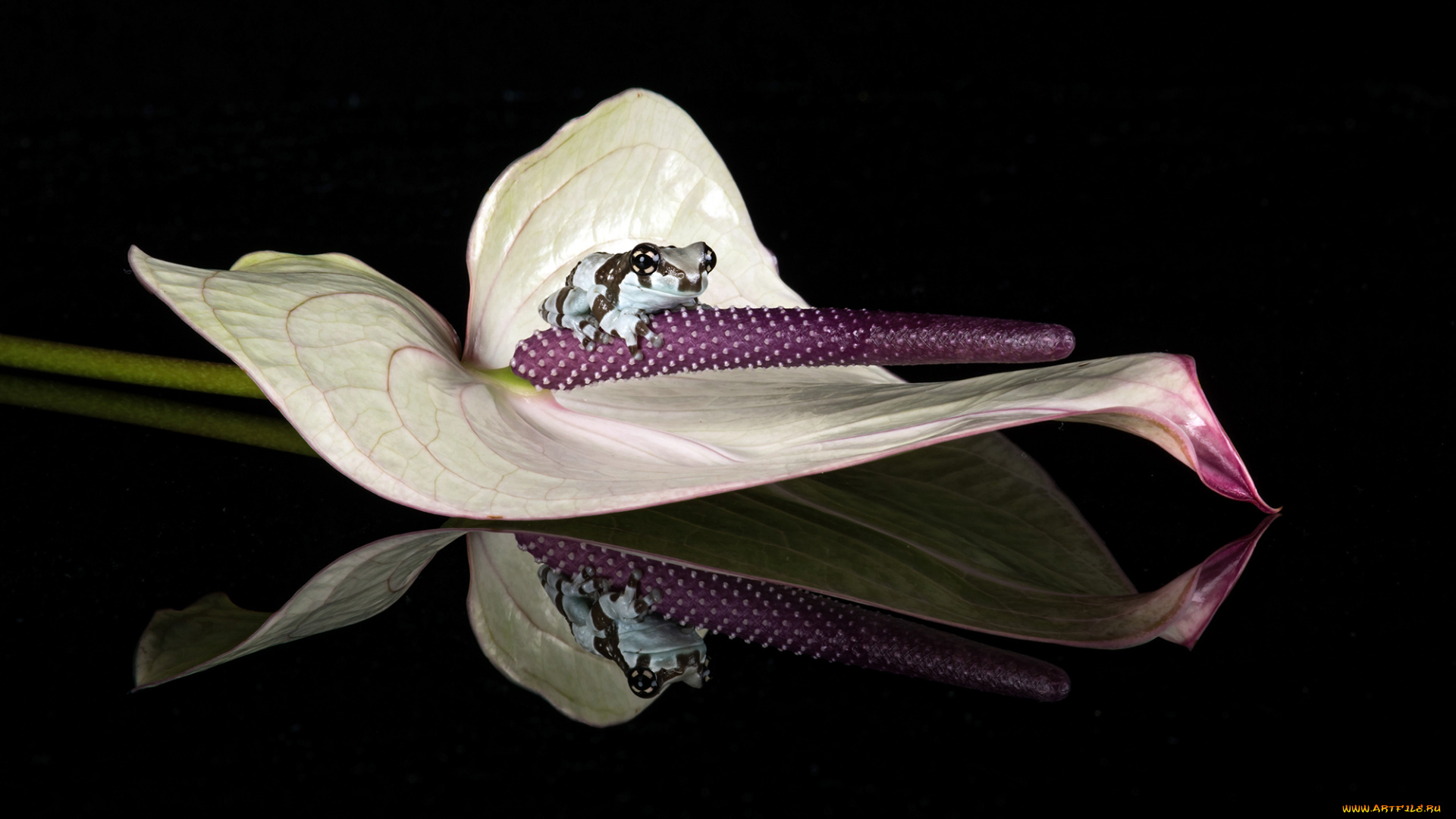 животные, лягушки, лягушка