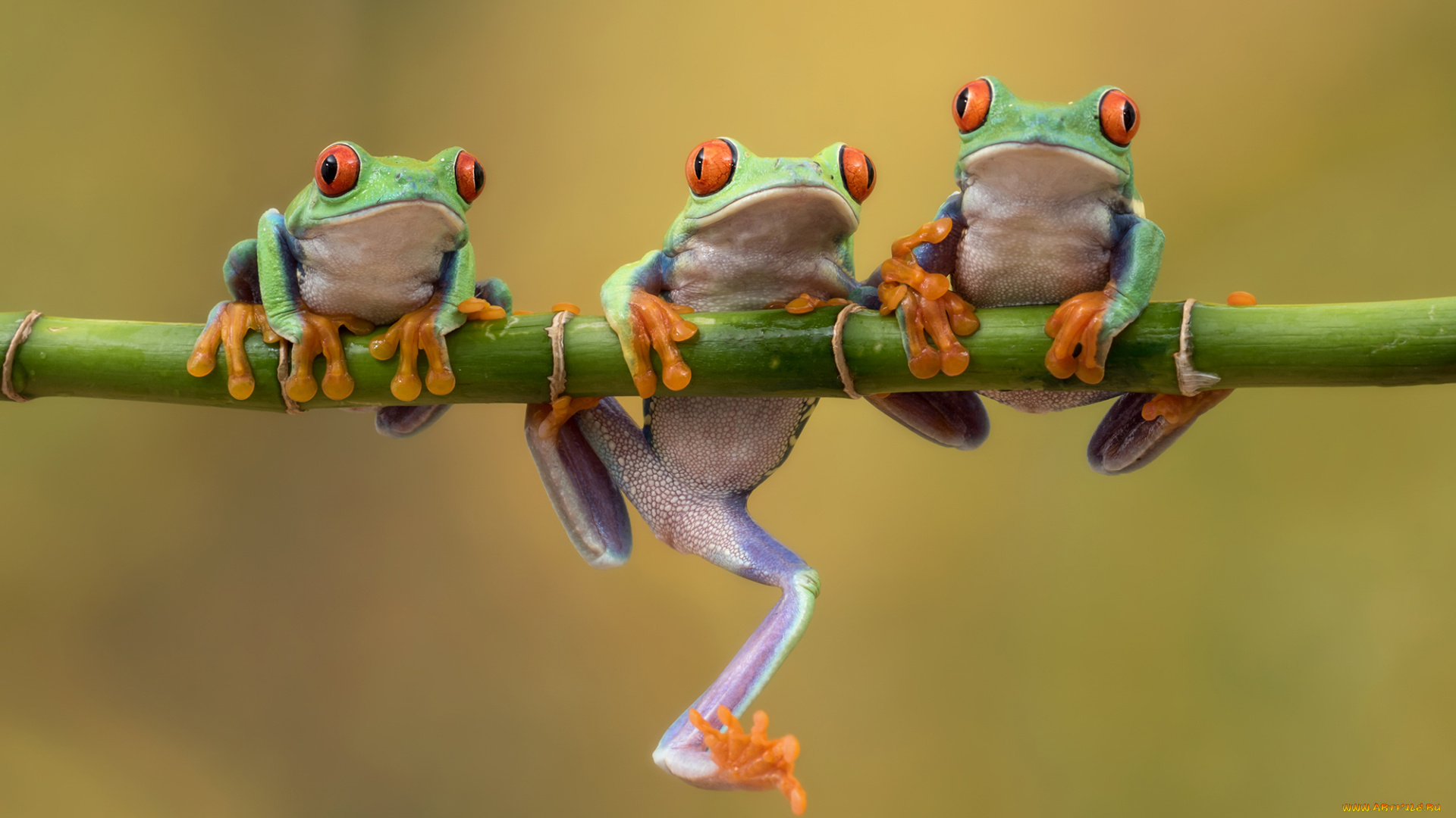 животные, лягушки, троица