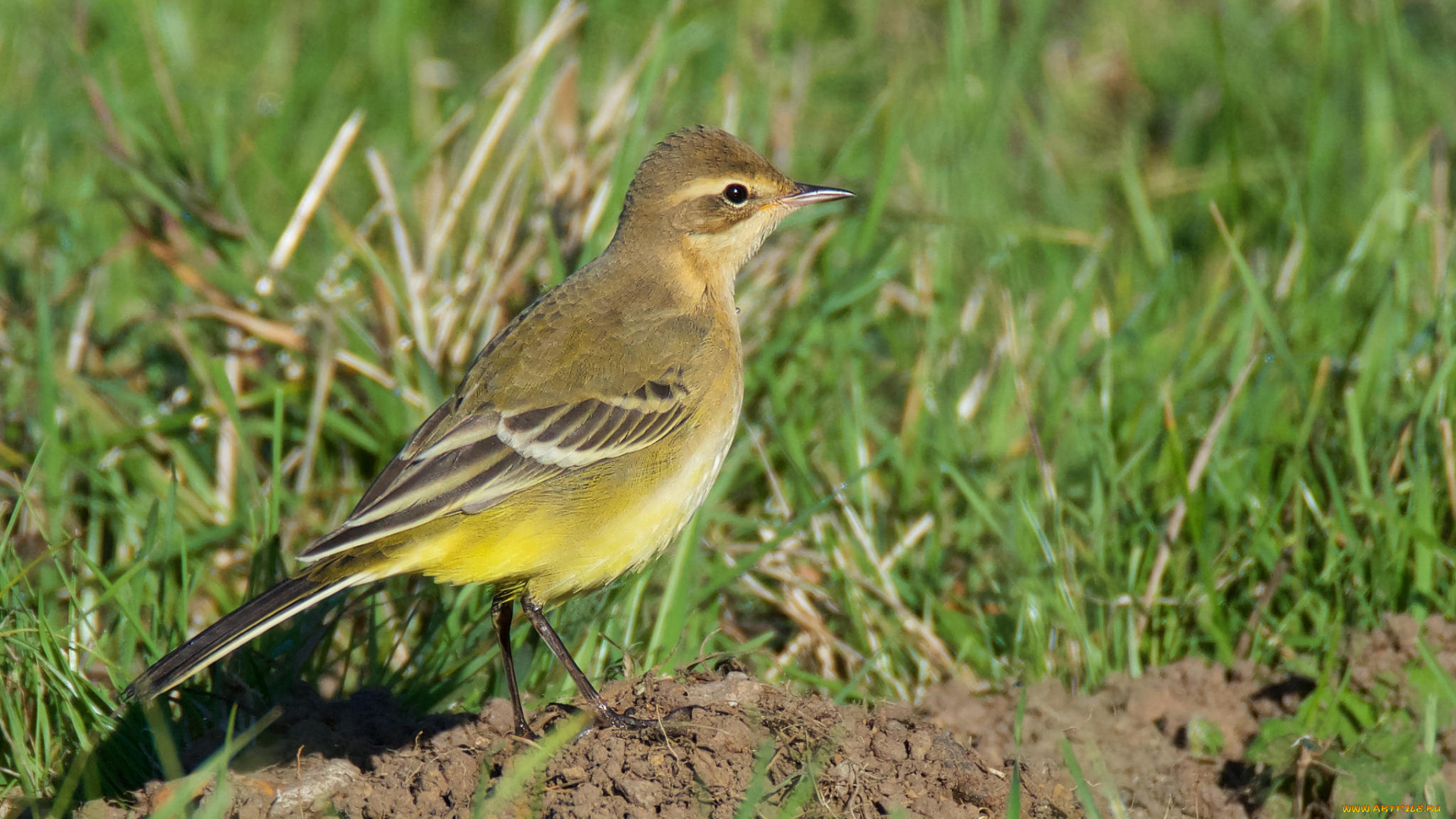 животные, птицы, птичка