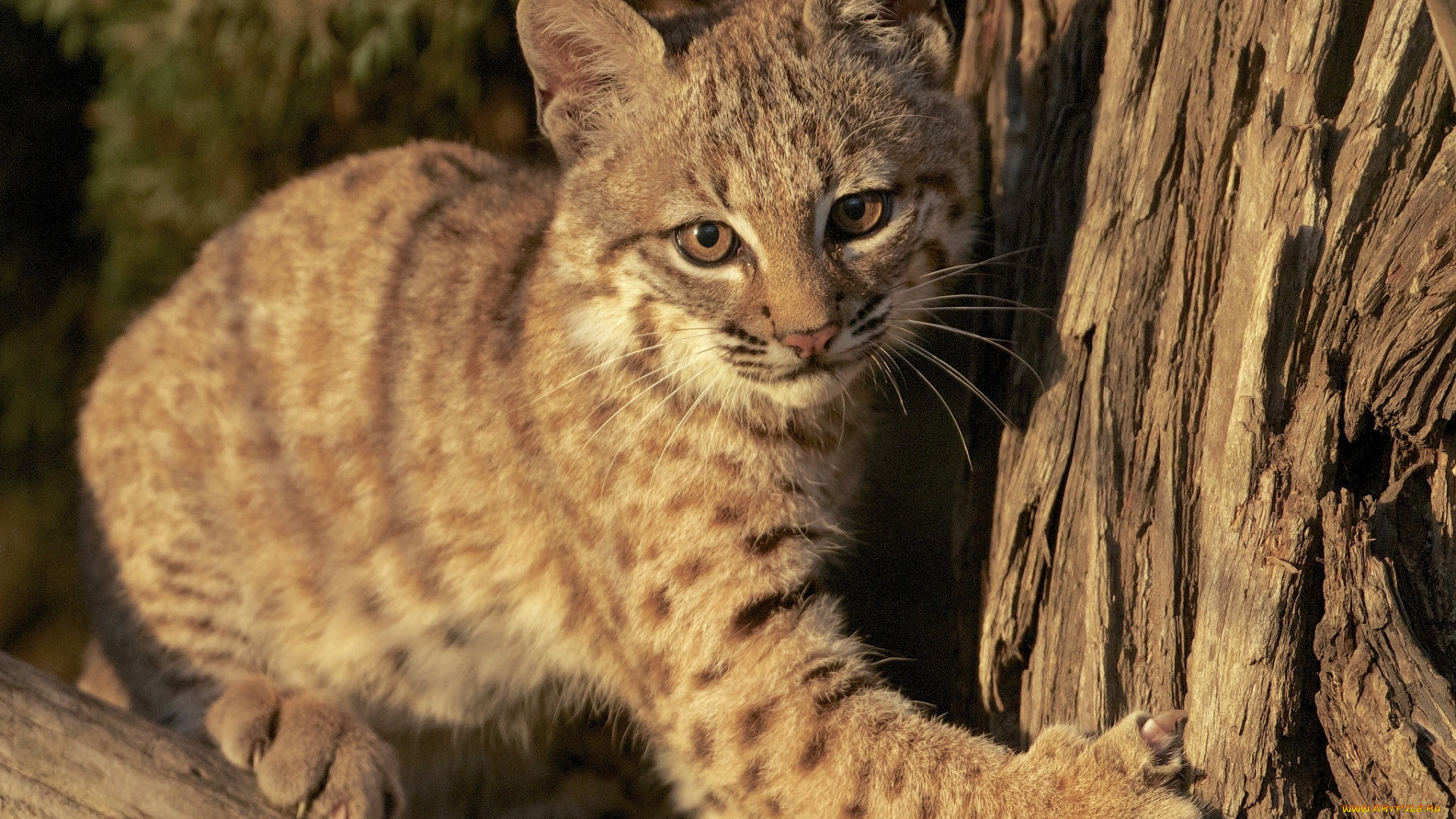 животные, рыси, котёнок, детёныш, рысь