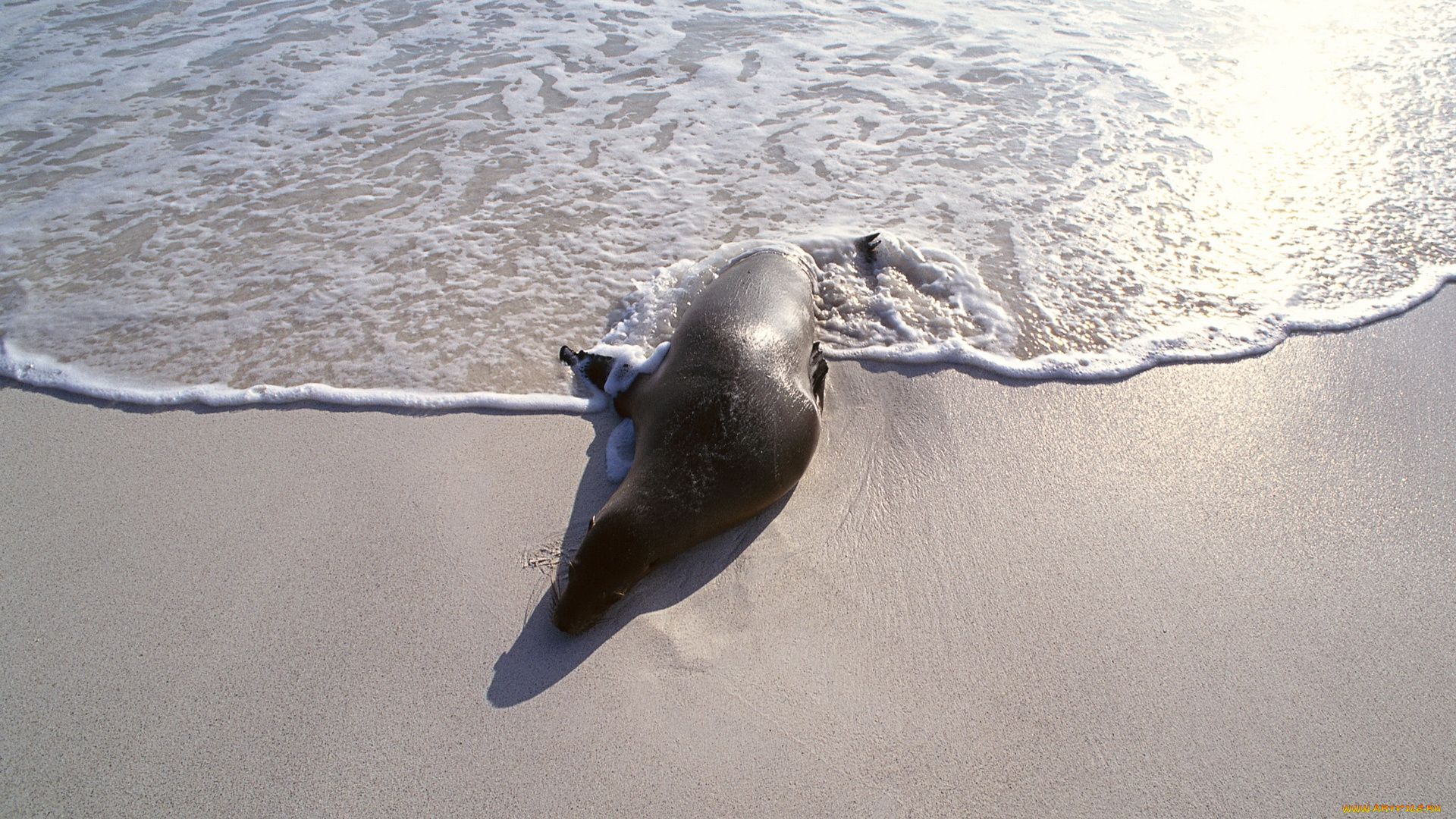 животные, тюлени, , морские, львы, , морские, котики, море, берег, морской, котик