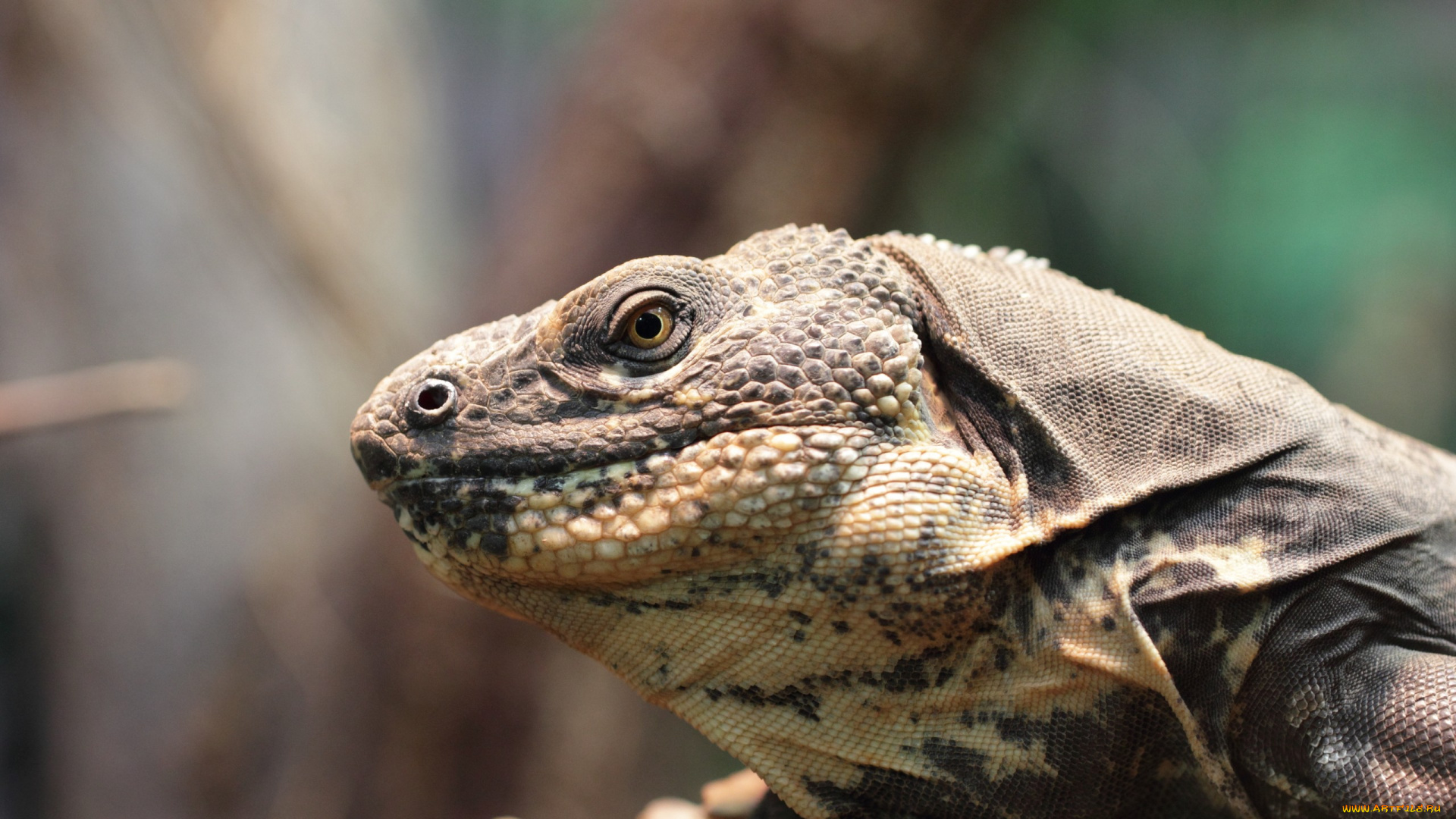 животные, Ящерицы, , игуаны, , вараны, голова, игуана, ящерица