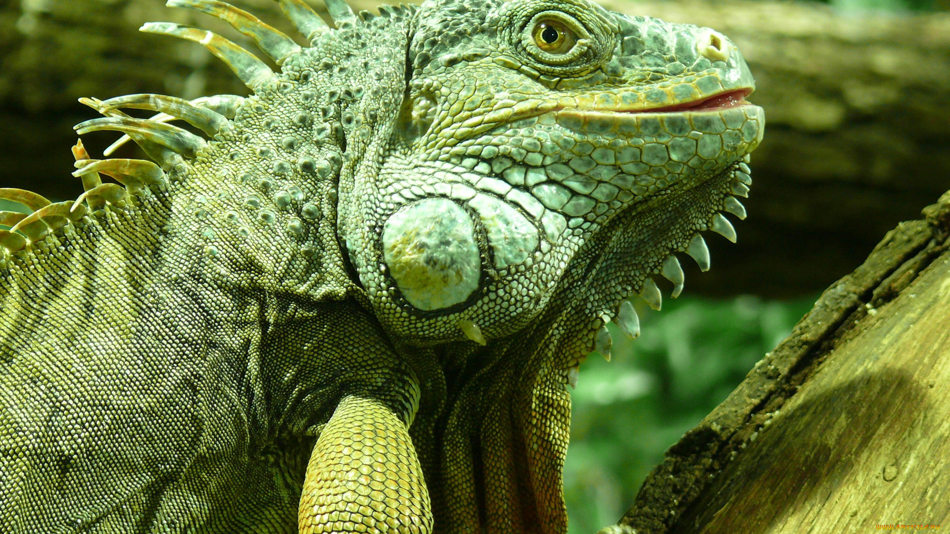 животные, Ящерицы, , игуаны, , вараны, зеленая, ящерица, игуана