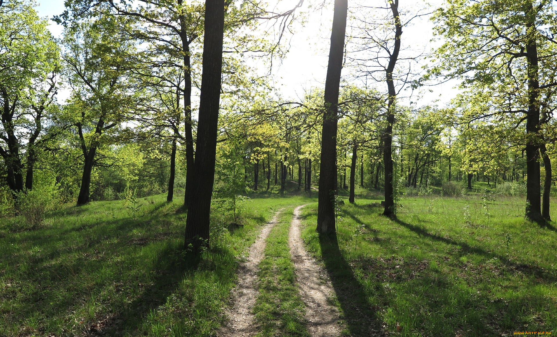 природа, дороги, дорога, лес