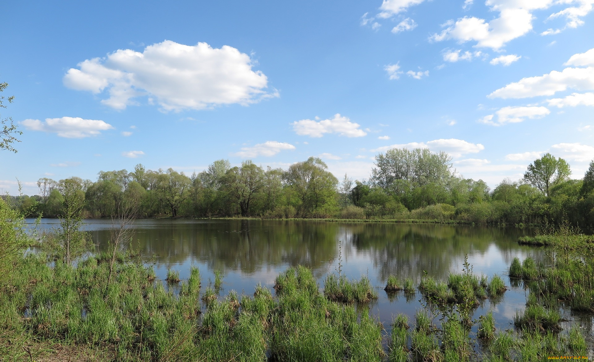 природа, реки, озера, деревья, река