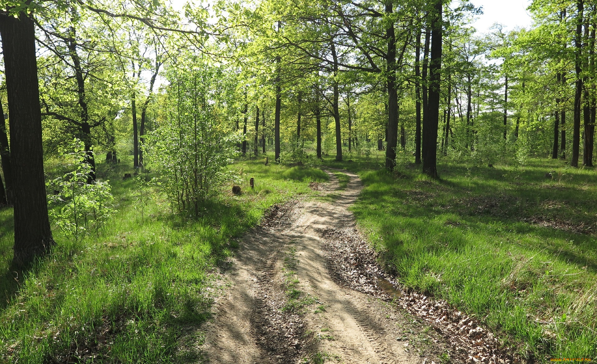 природа, дороги, лес, дорога