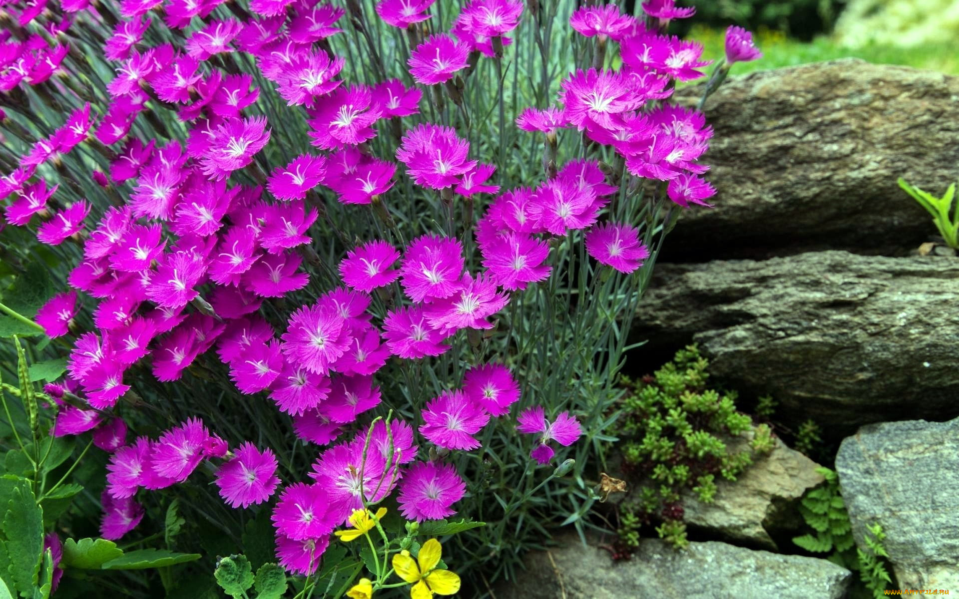 цветы, гвоздики, шабо