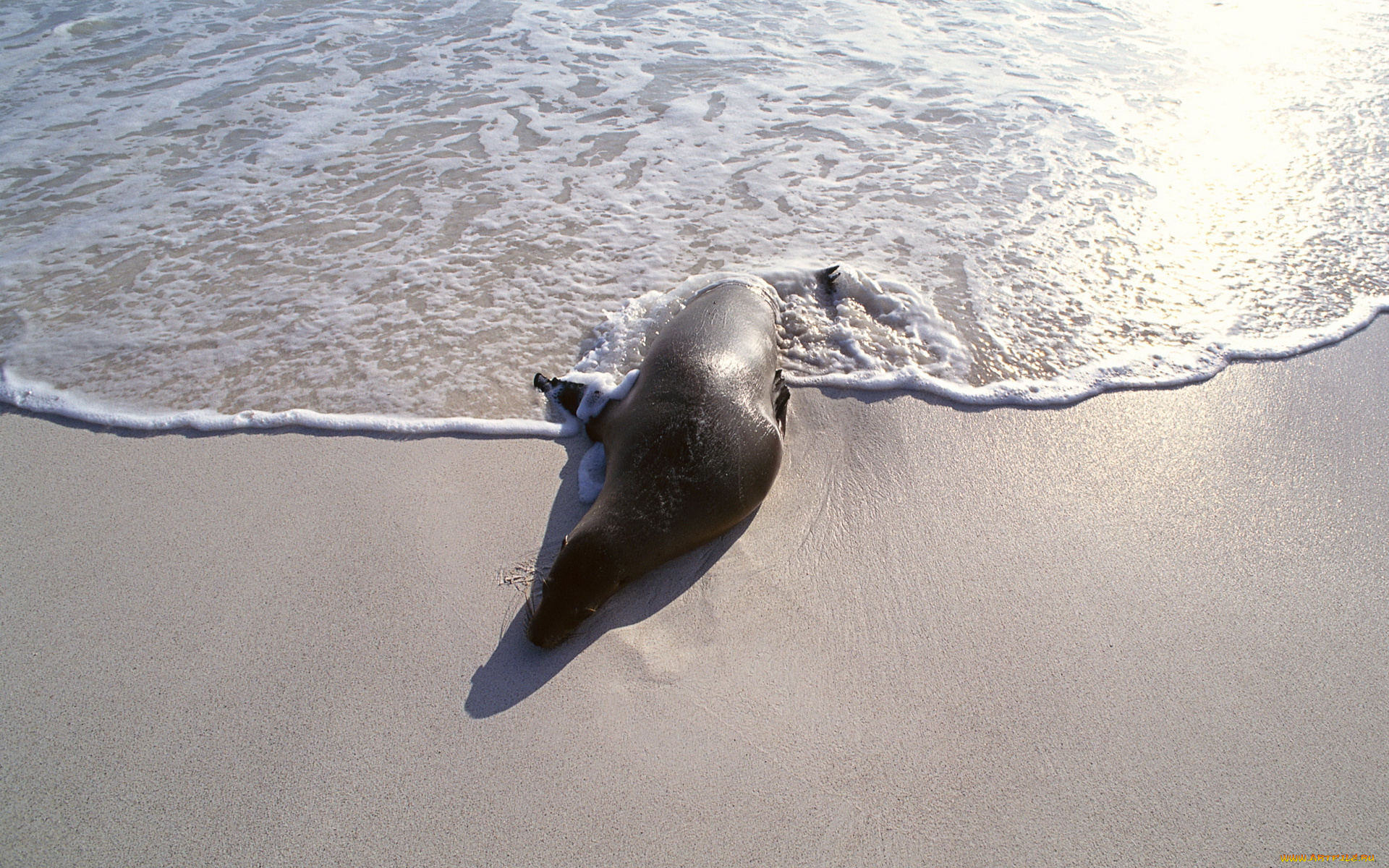 животные, тюлени, , морские, львы, , морские, котики, море, берег, морской, котик