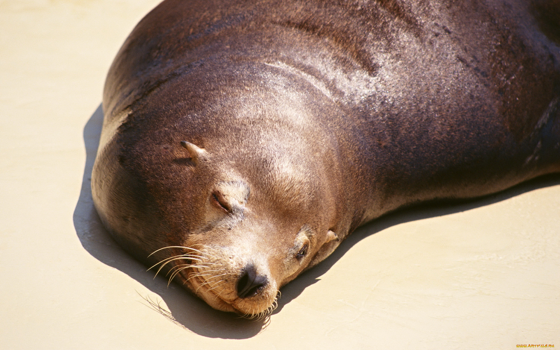 животные, тюлени, , морские, львы, , морские, котики, берег, отдых, морской, котик