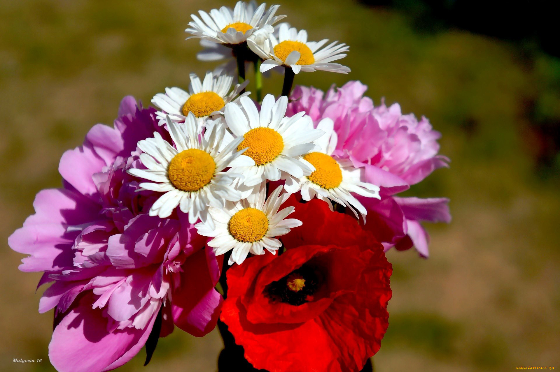 цветы, разные, вместе, мак, ромашки, пионы