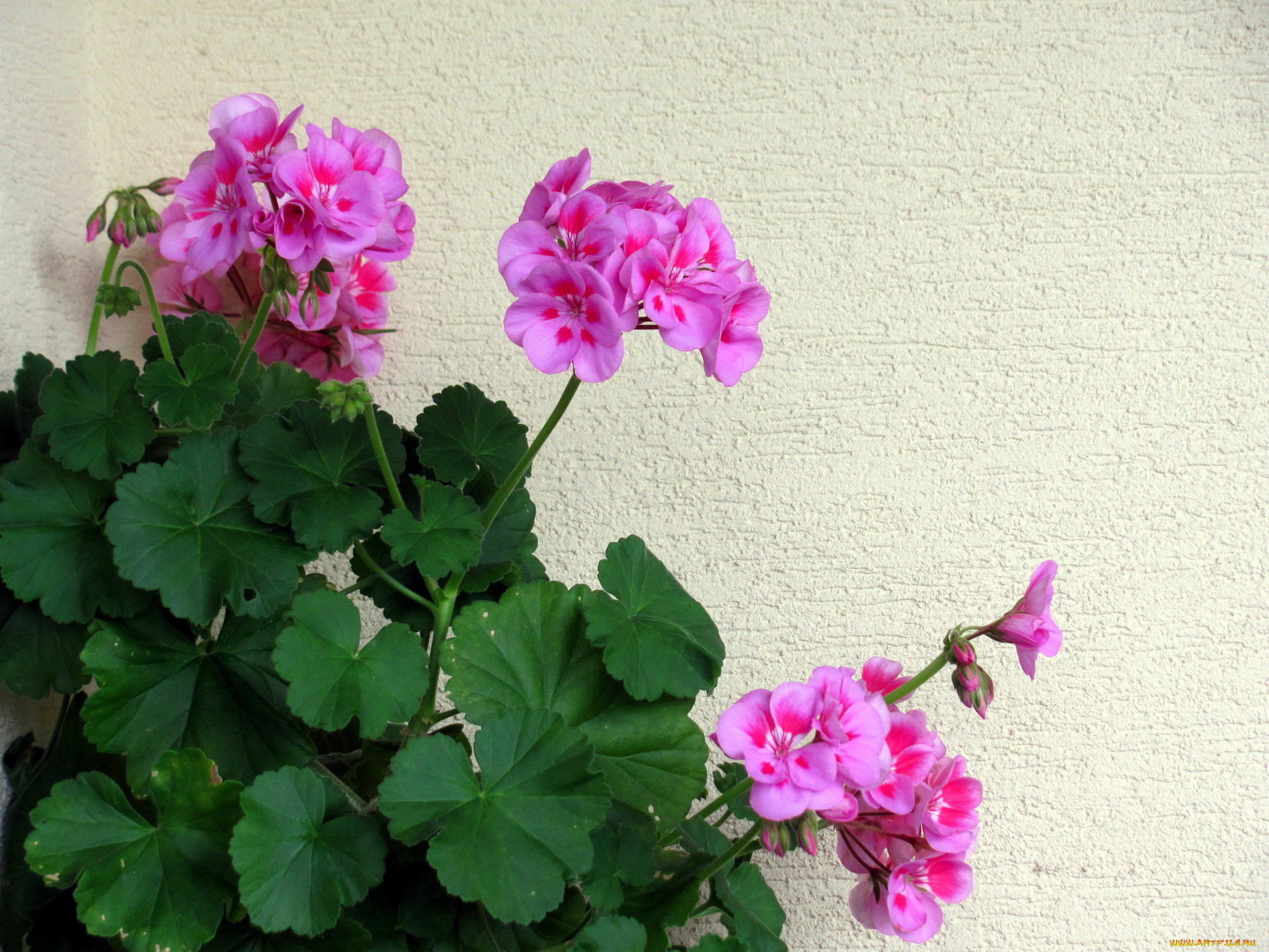 цветы, герань, розовый