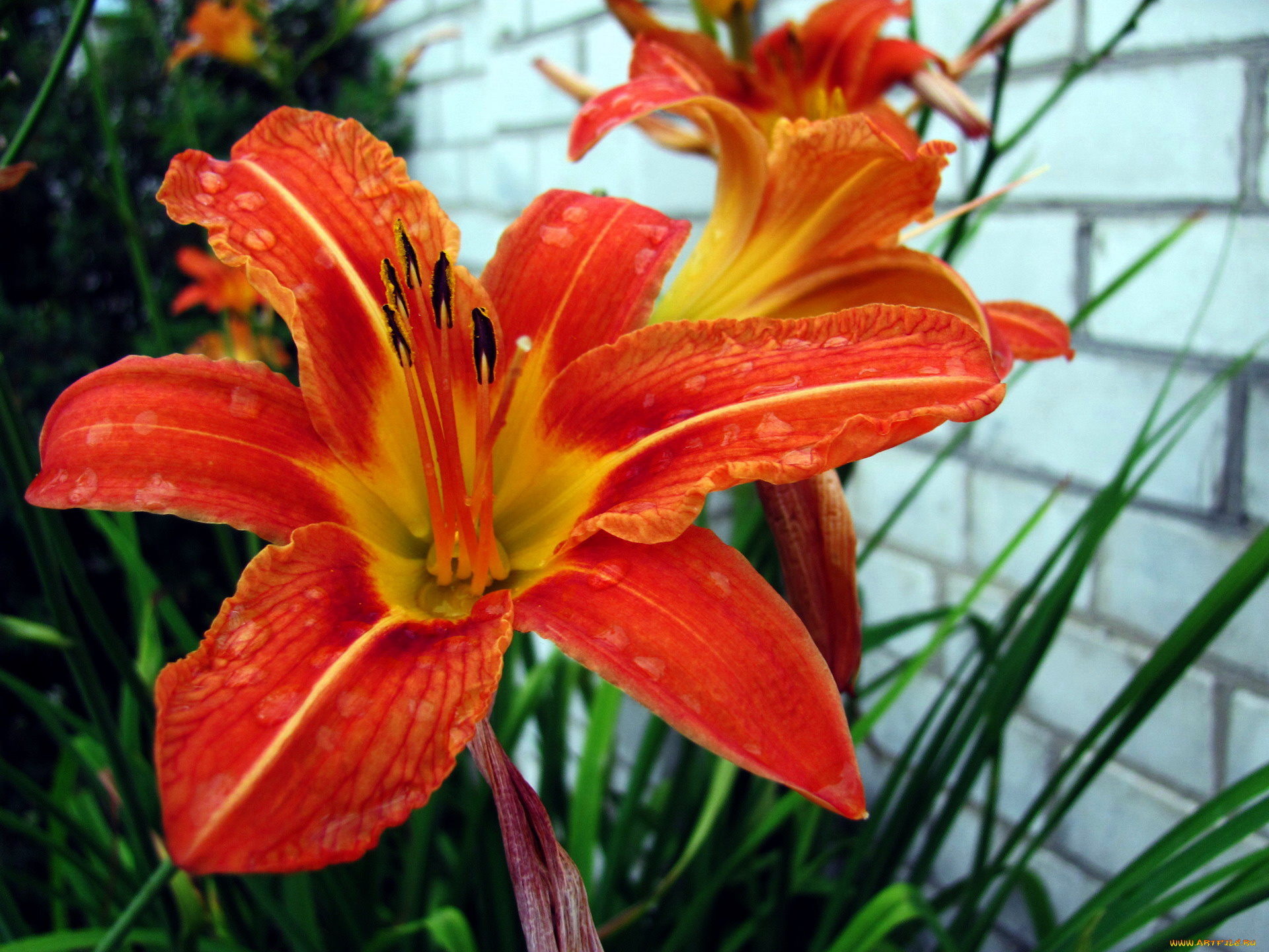 цветы, лилии, , лилейники, лилейник, оранжевый