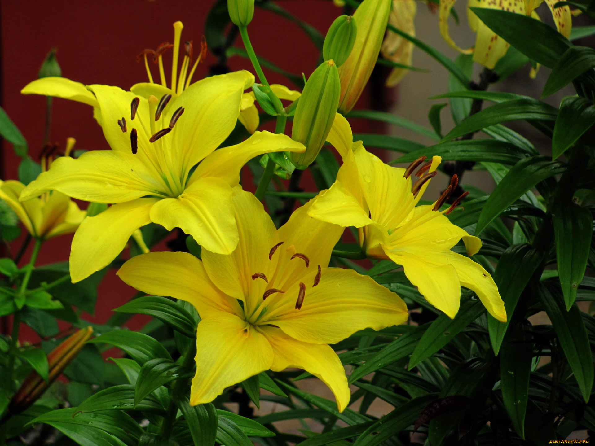цветы, лилии, , лилейники, желтый