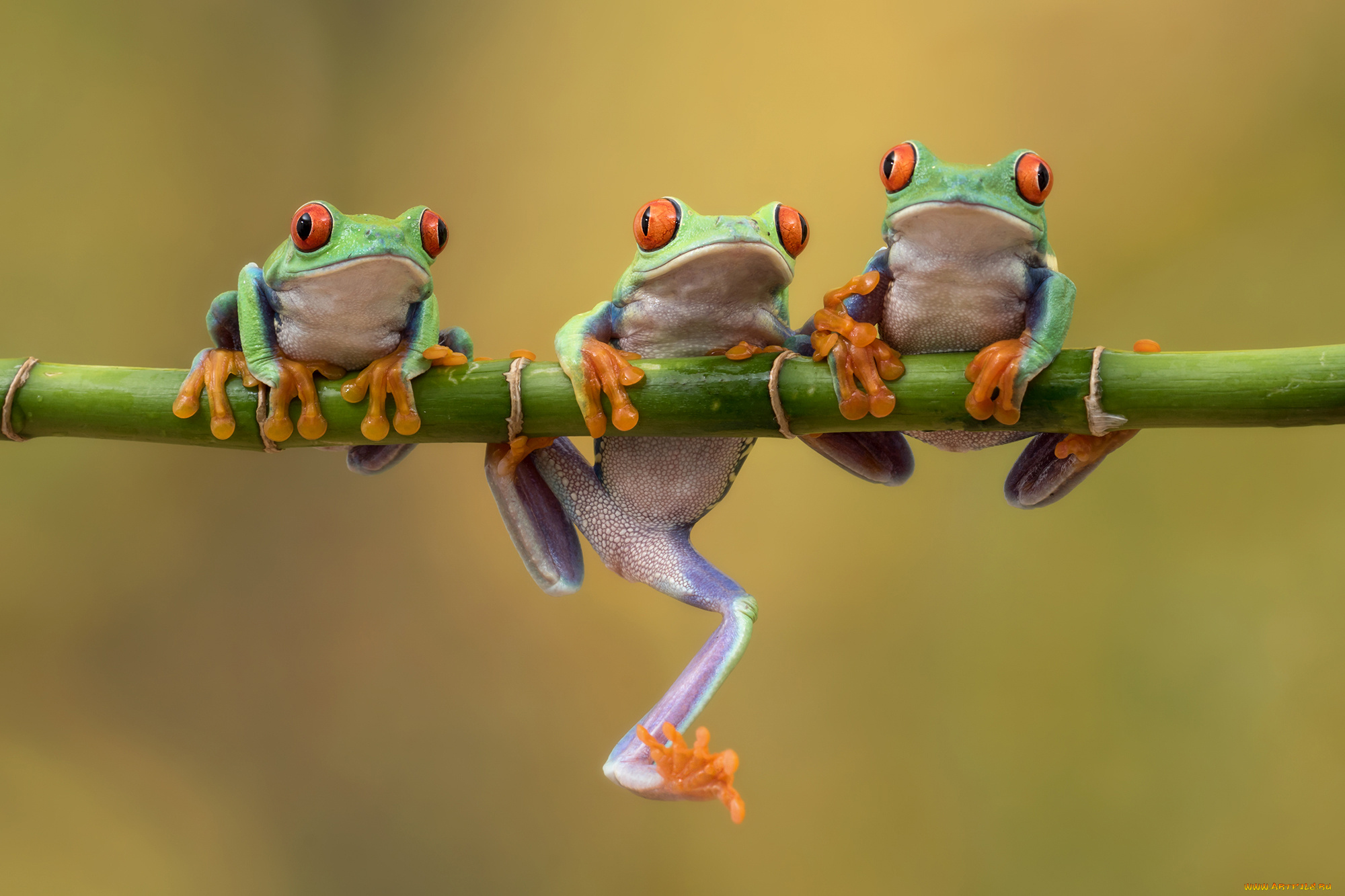 животные, лягушки, троица