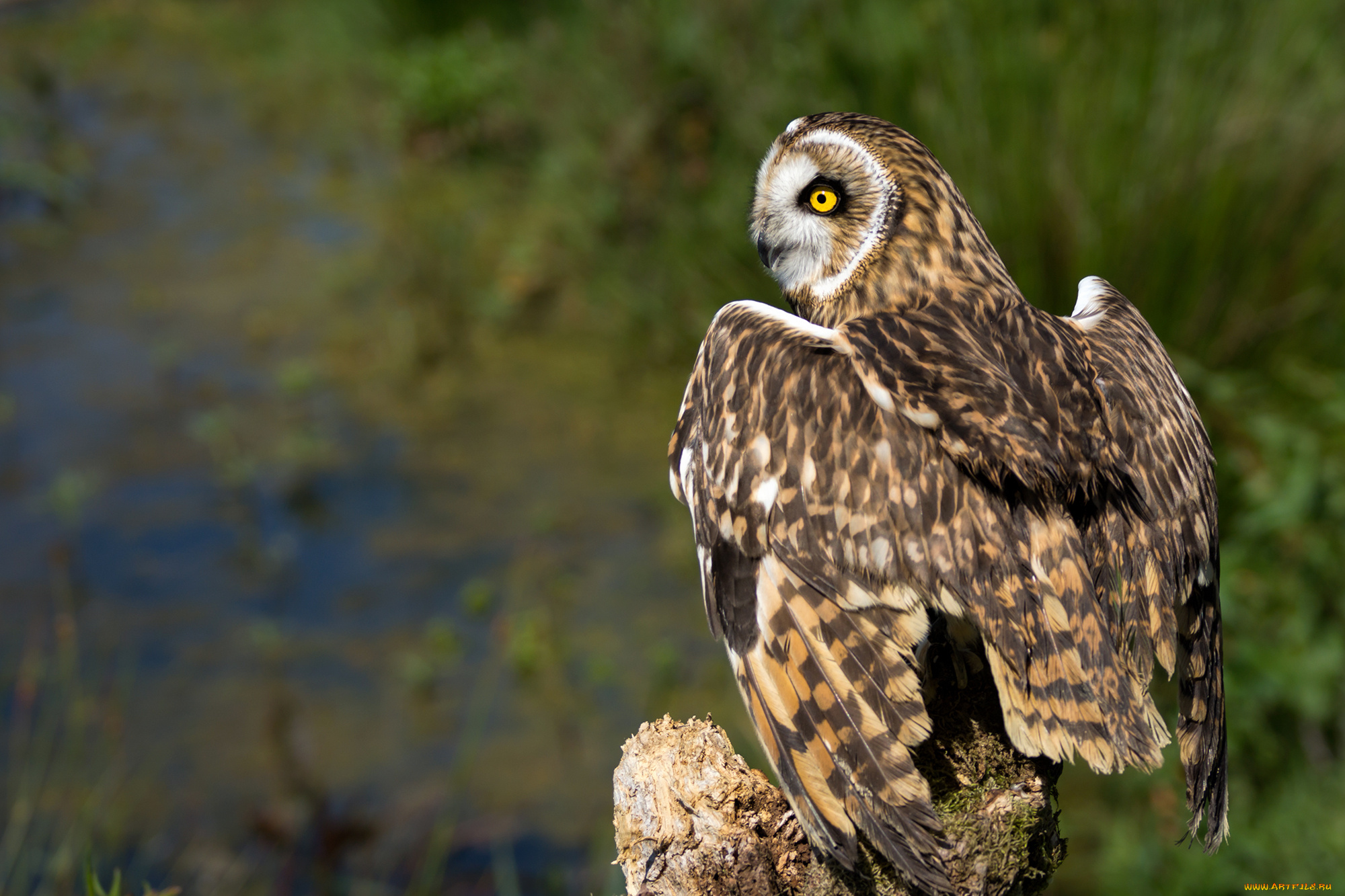 животные, совы, птичка