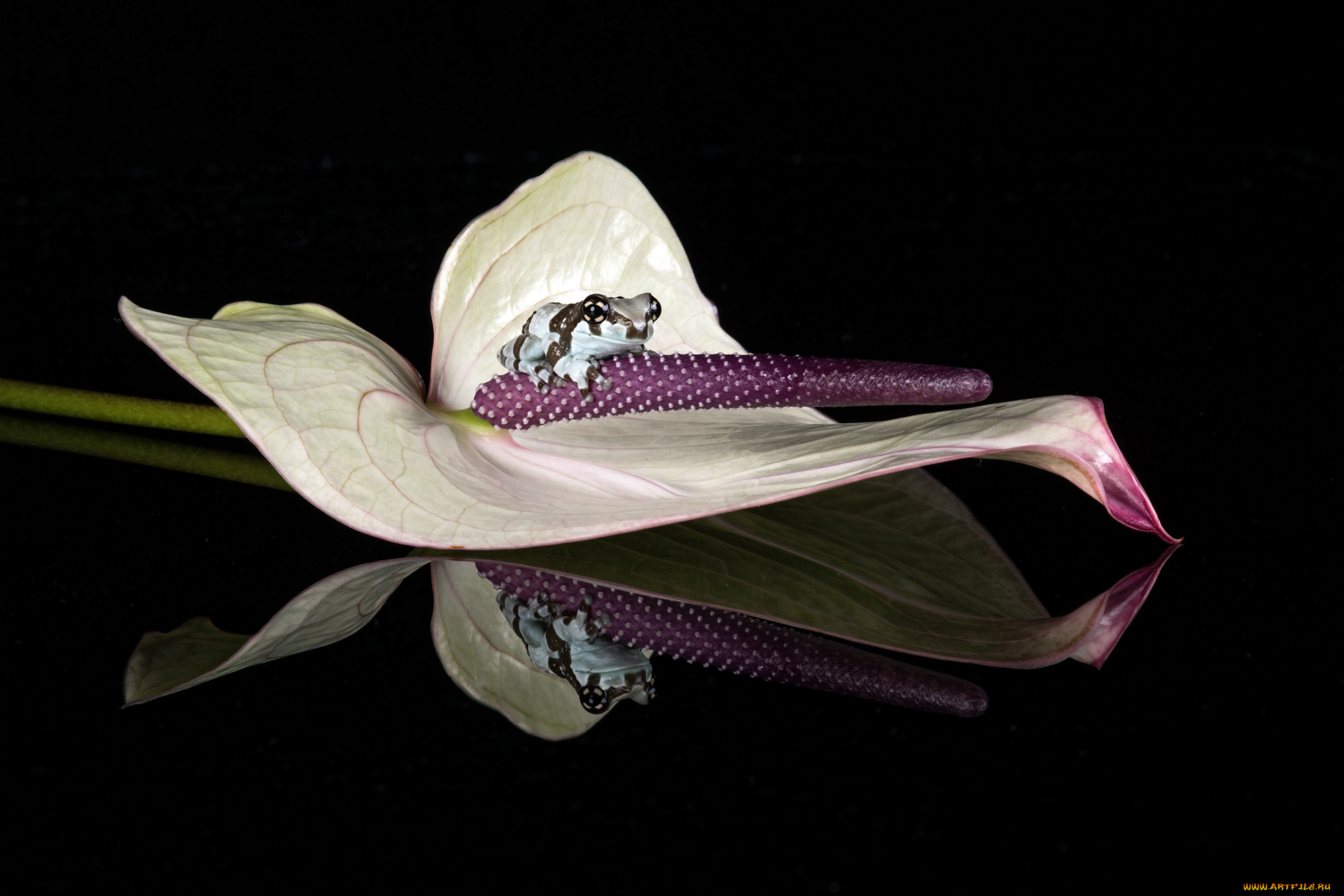 животные, лягушки, лягушка