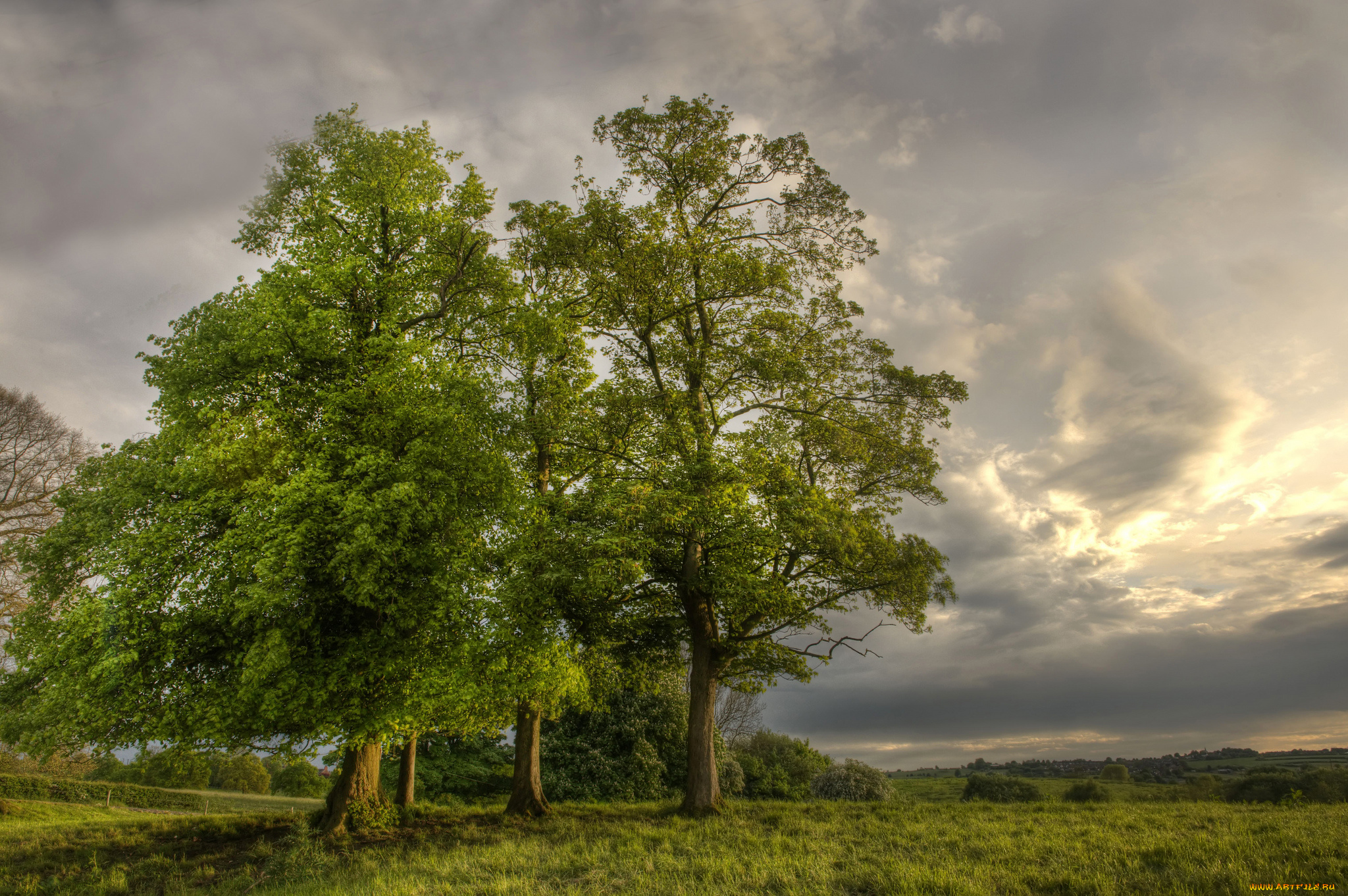 природа, деревья, простор