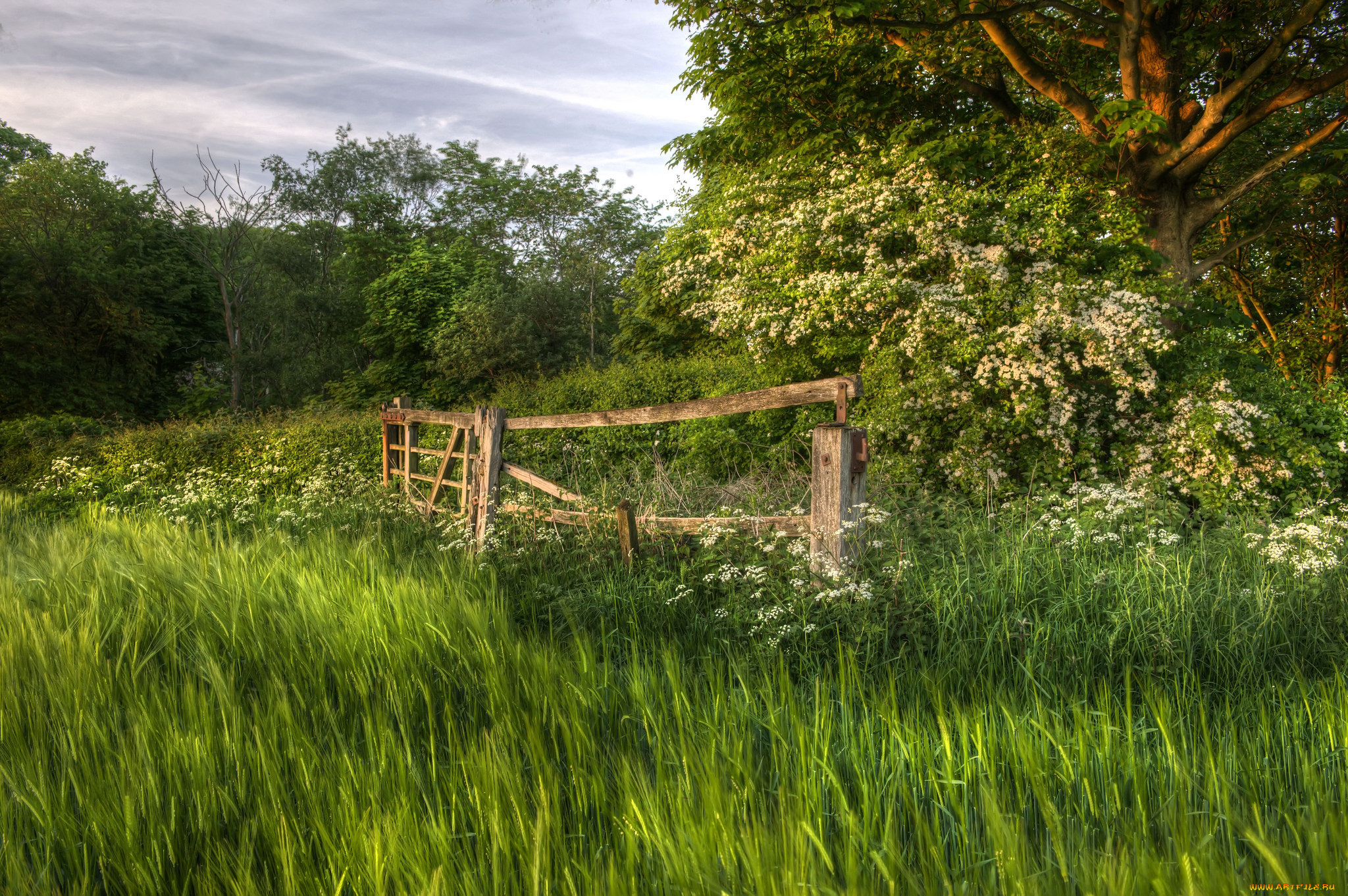 природа, лес, простор