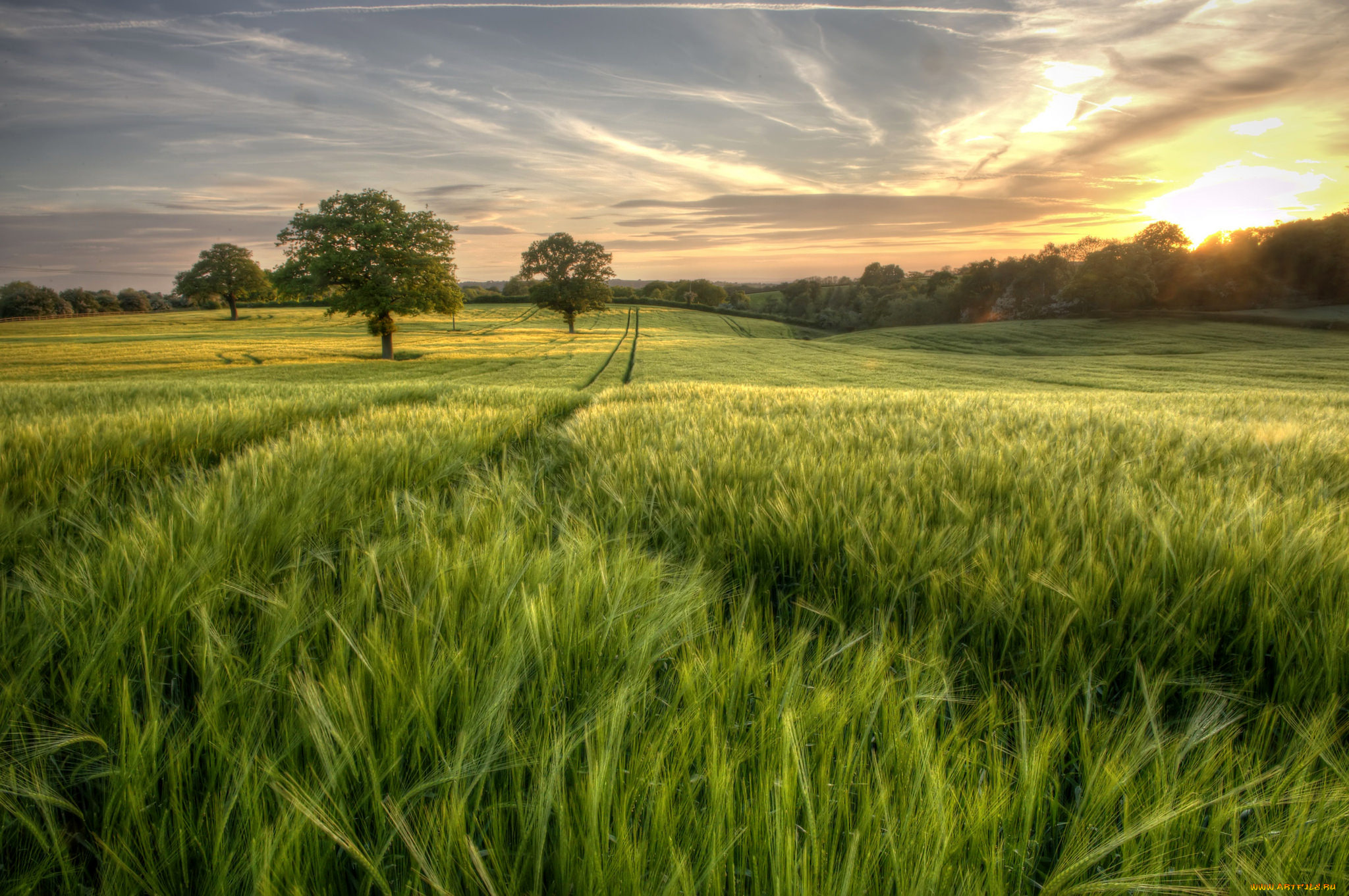 природа, поля, простор