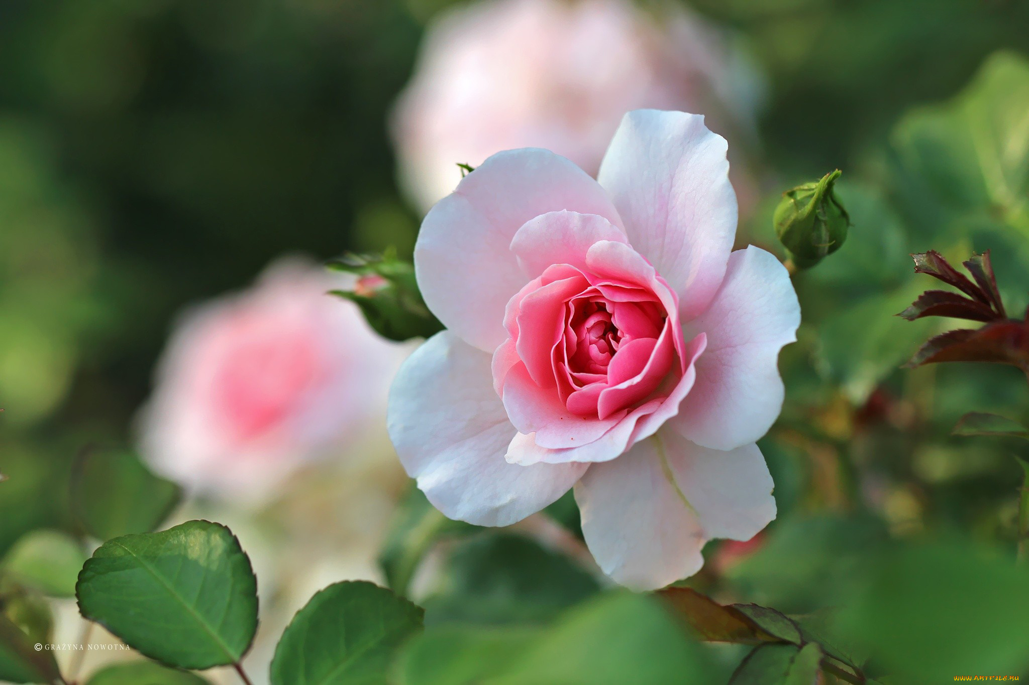 цветы, розы, розовый