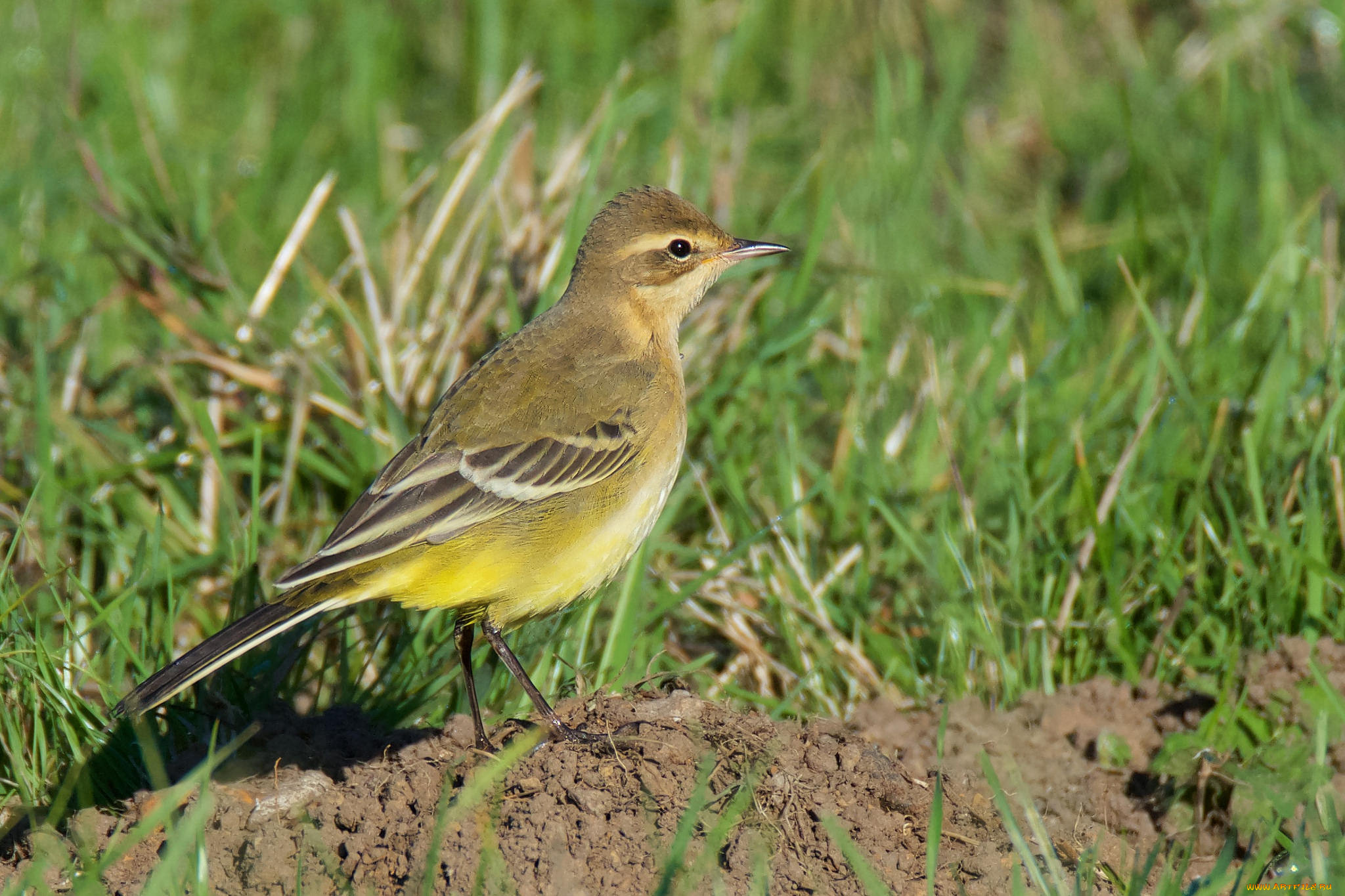 животные, птицы, птичка