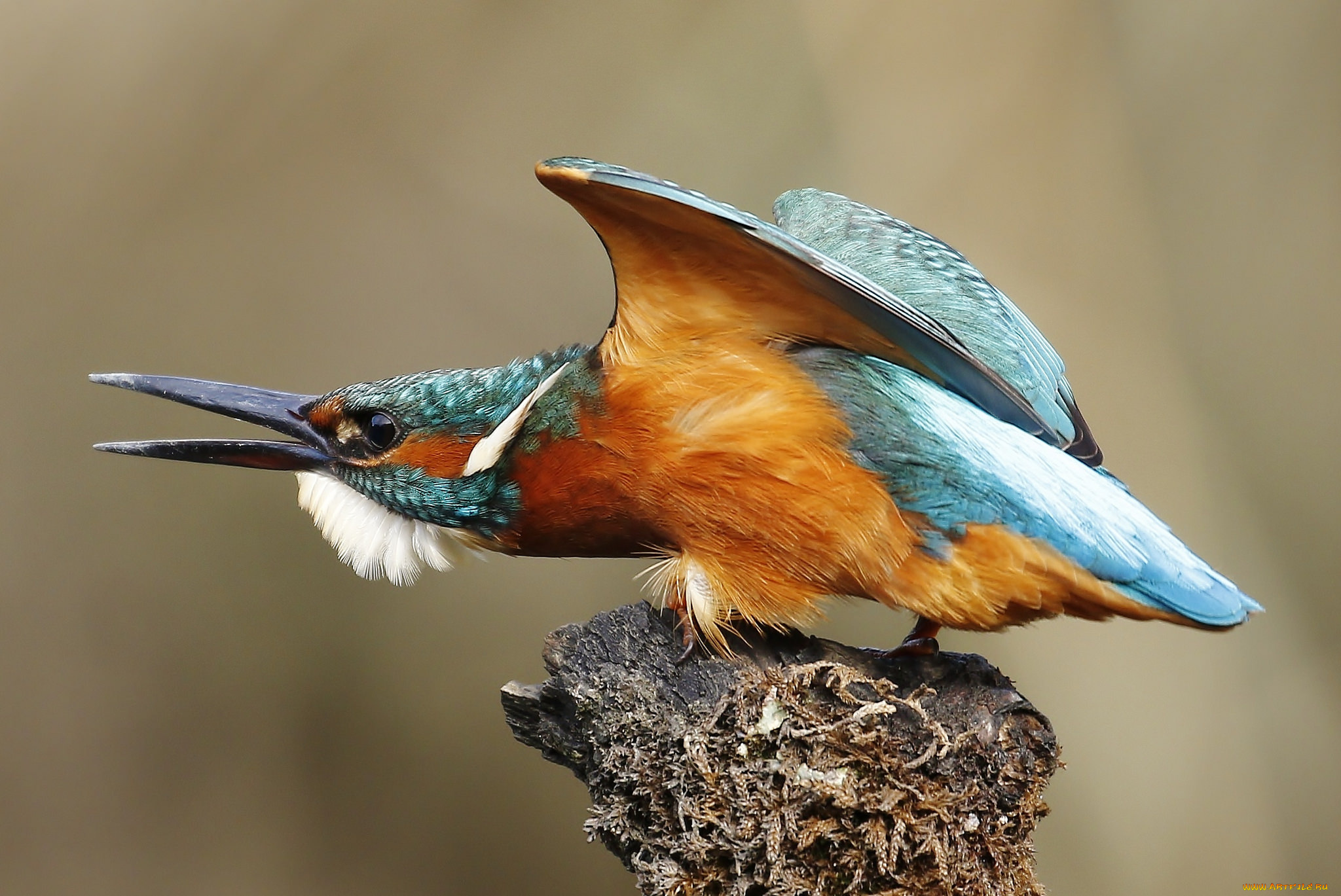 животные, зимородки, птичка