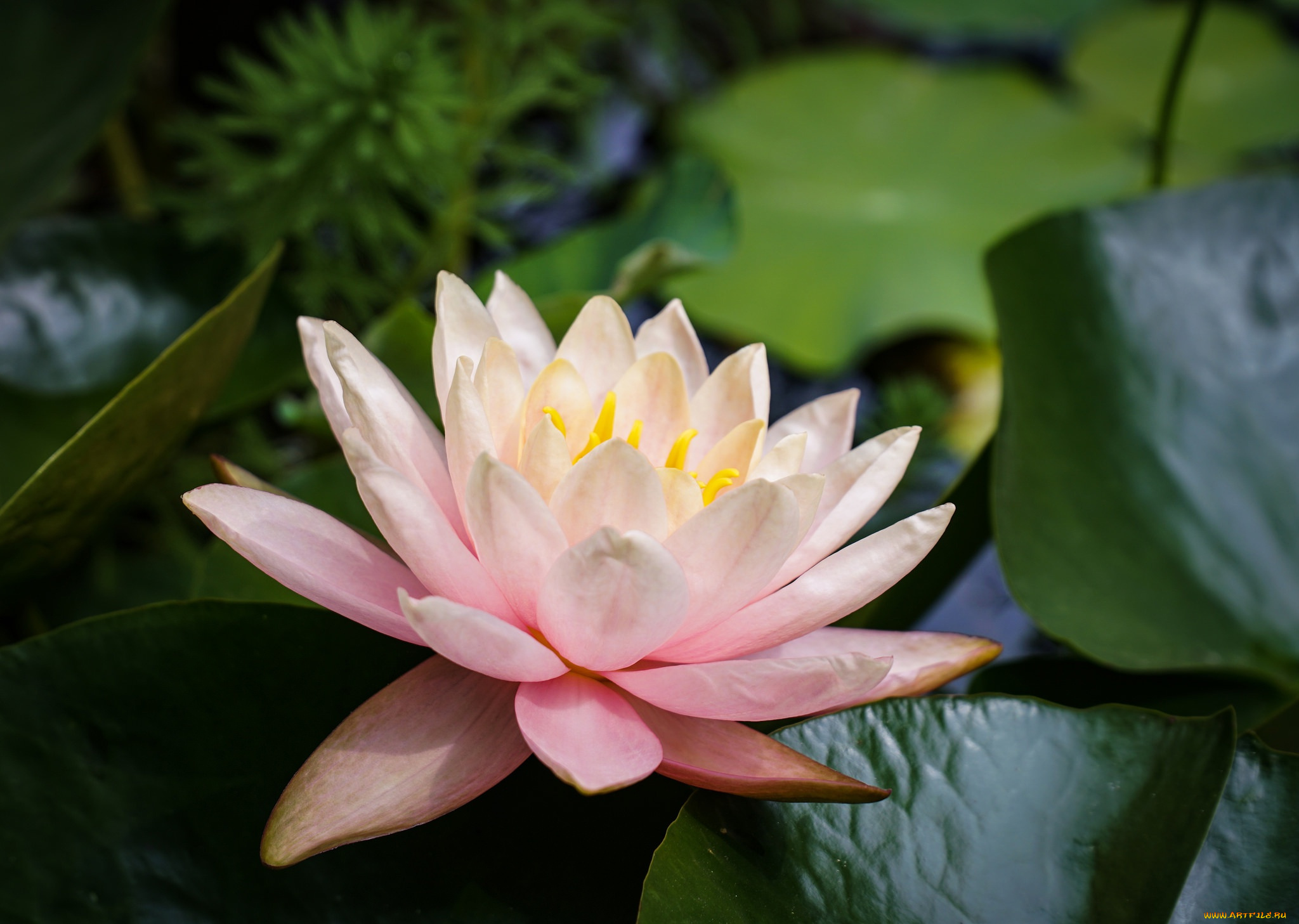 цветы, лилии, водяные, , нимфеи, , кувшинки, водяная, лилия, нимфея, кувшинка, лепестки, листья