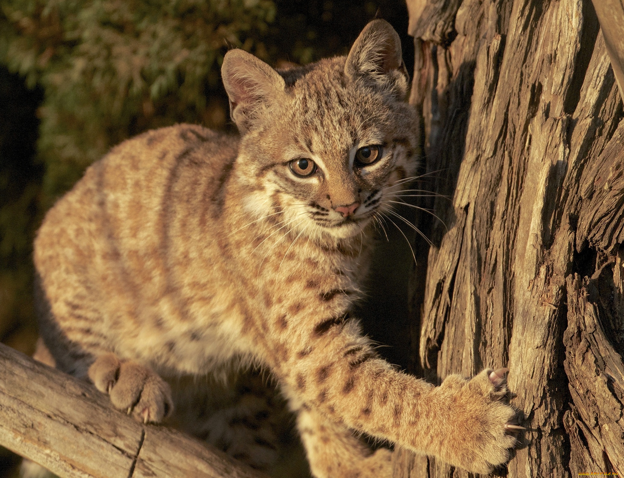 животные, рыси, котёнок, детёныш, рысь