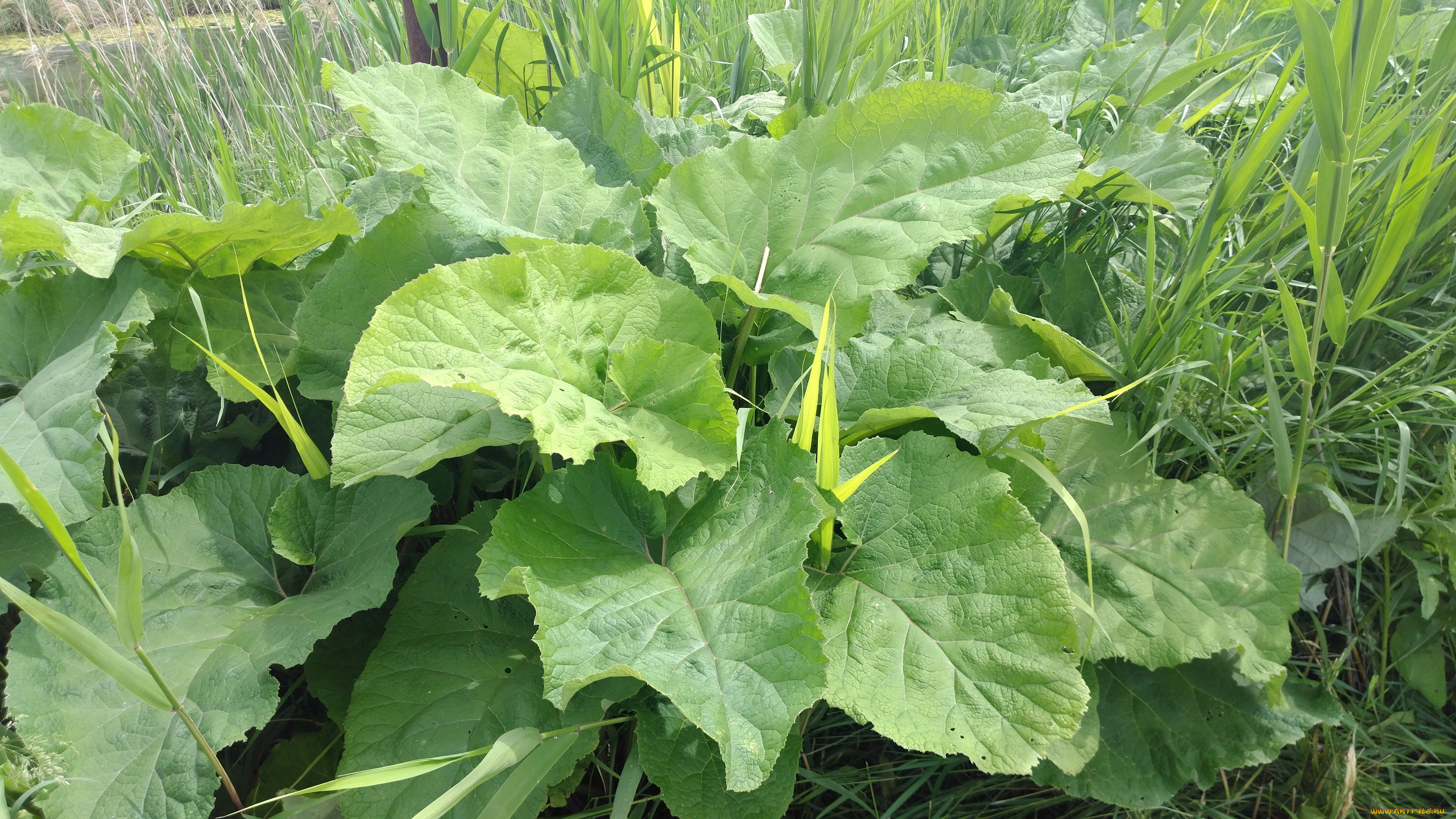 природа, листья, лапух