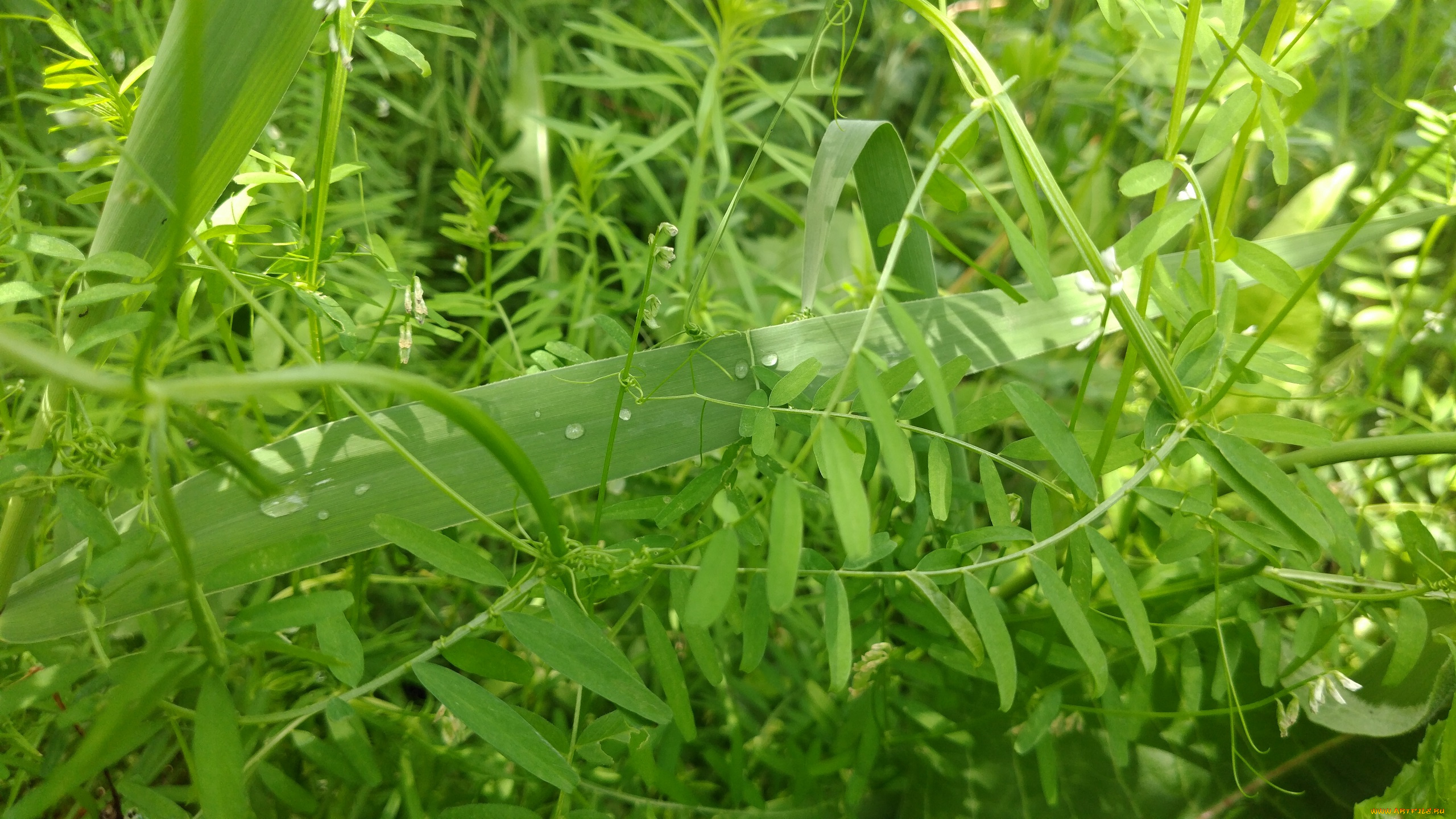 природа, макро, трава