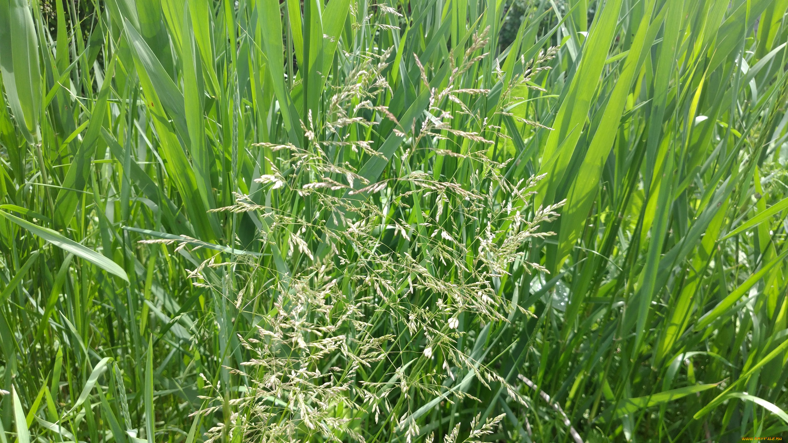 природа, макро, трава