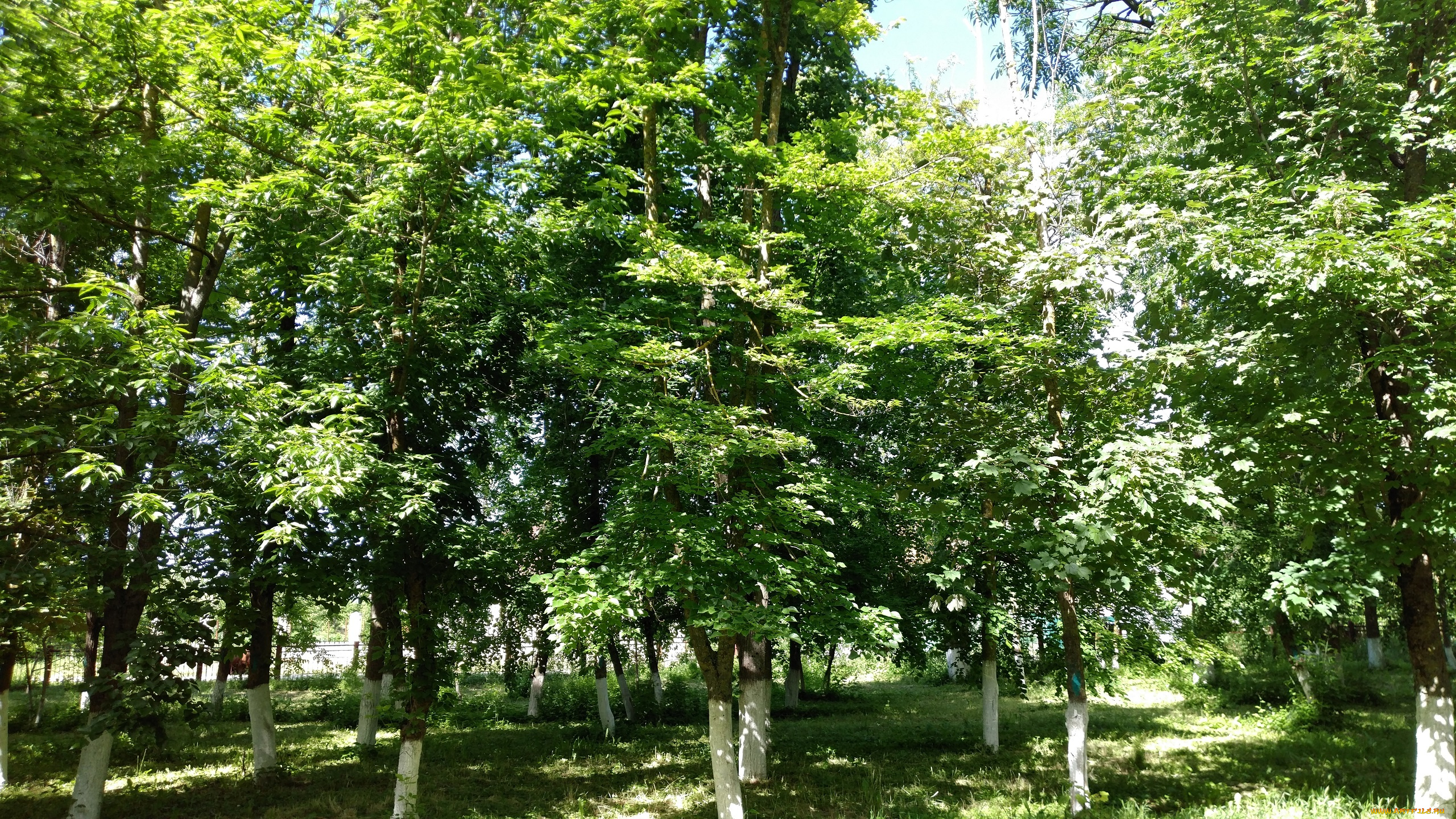 природа, парк, деревья, пейзаж, весна, май