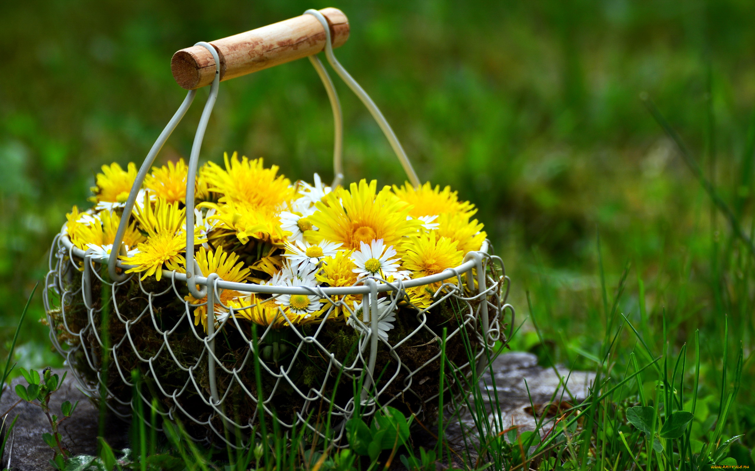 цветы, одуванчики, солнечный