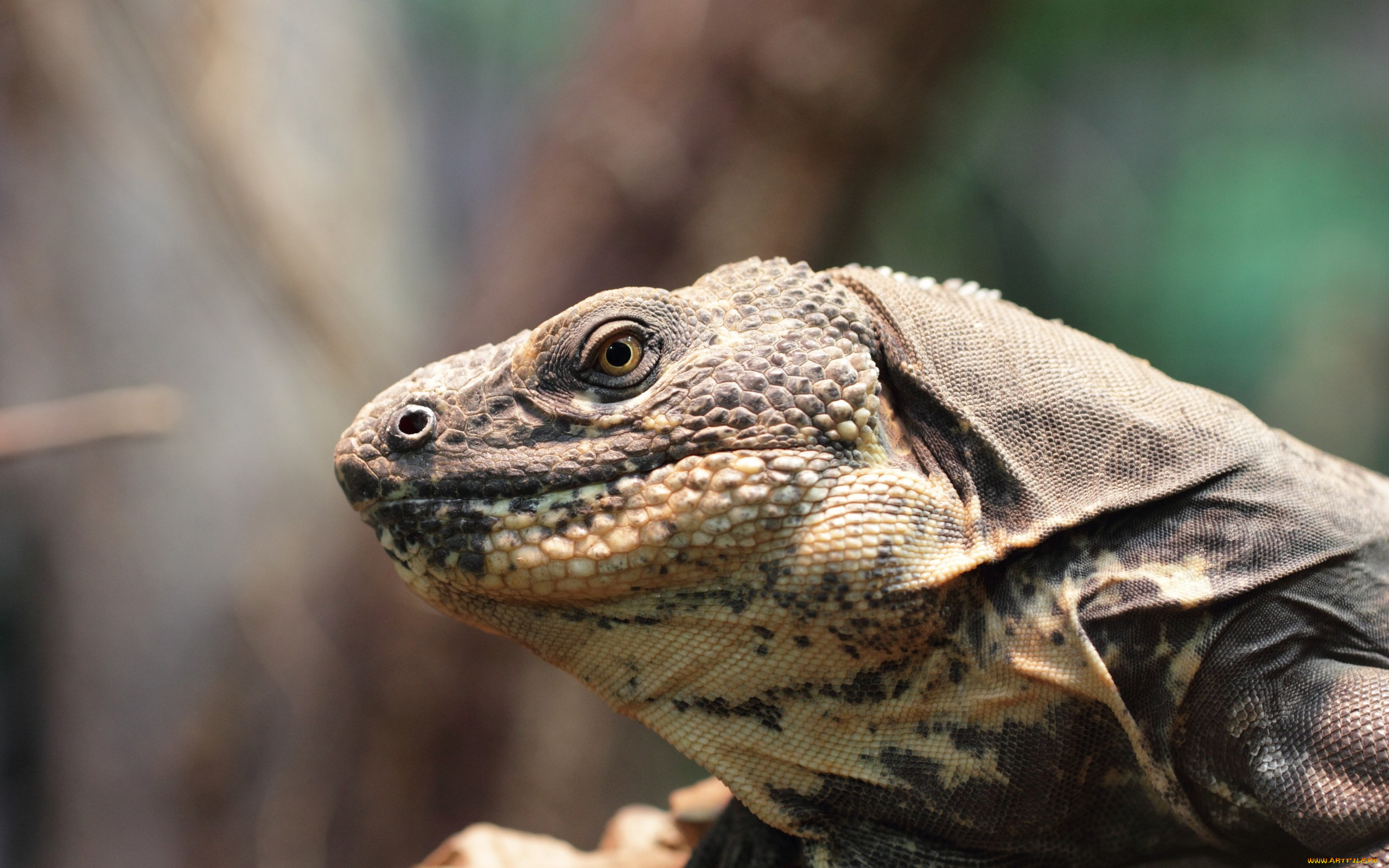 животные, Ящерицы, , игуаны, , вараны, голова, игуана, ящерица